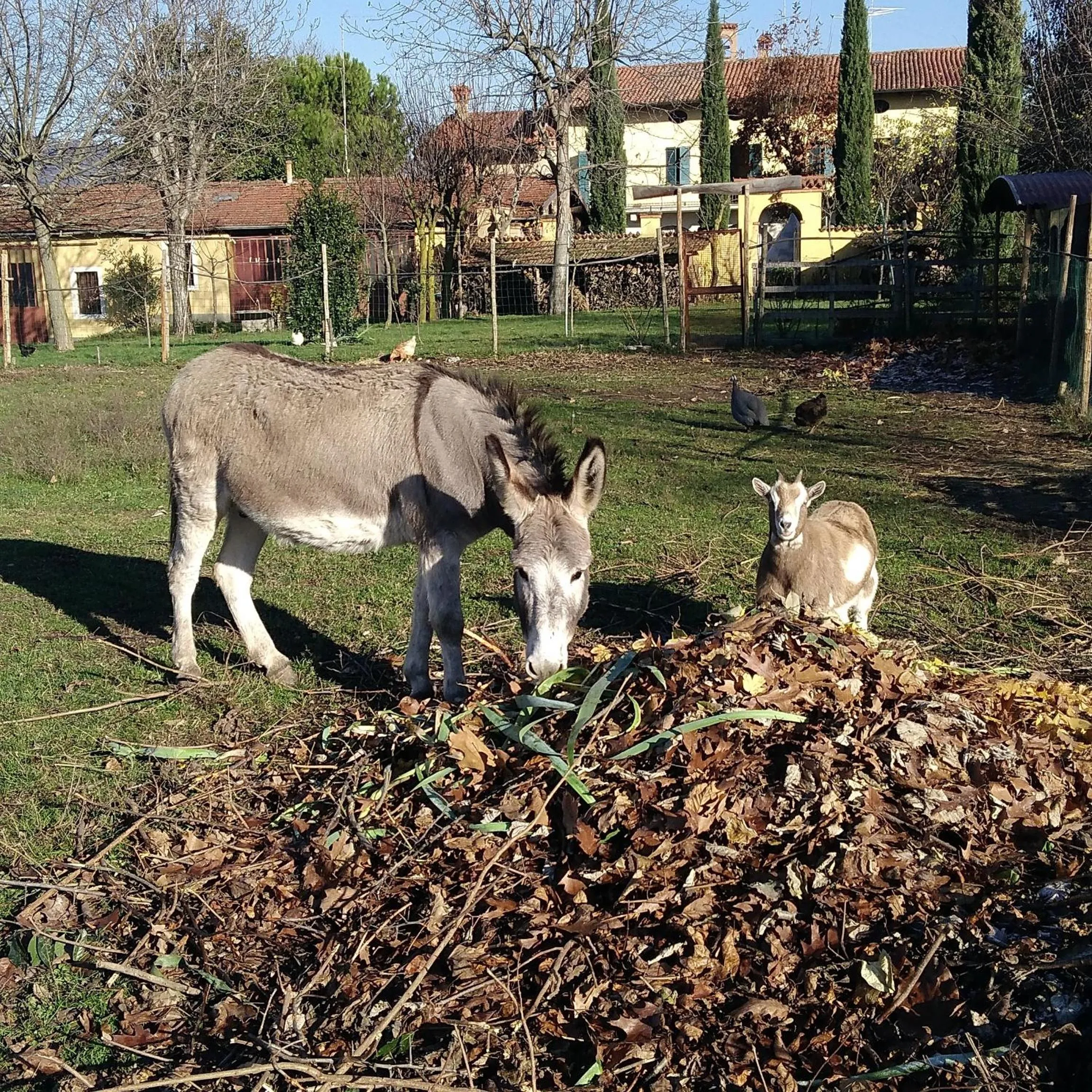 Animals in Cascina CORTEPRIMAVERA, B&B del Baliot