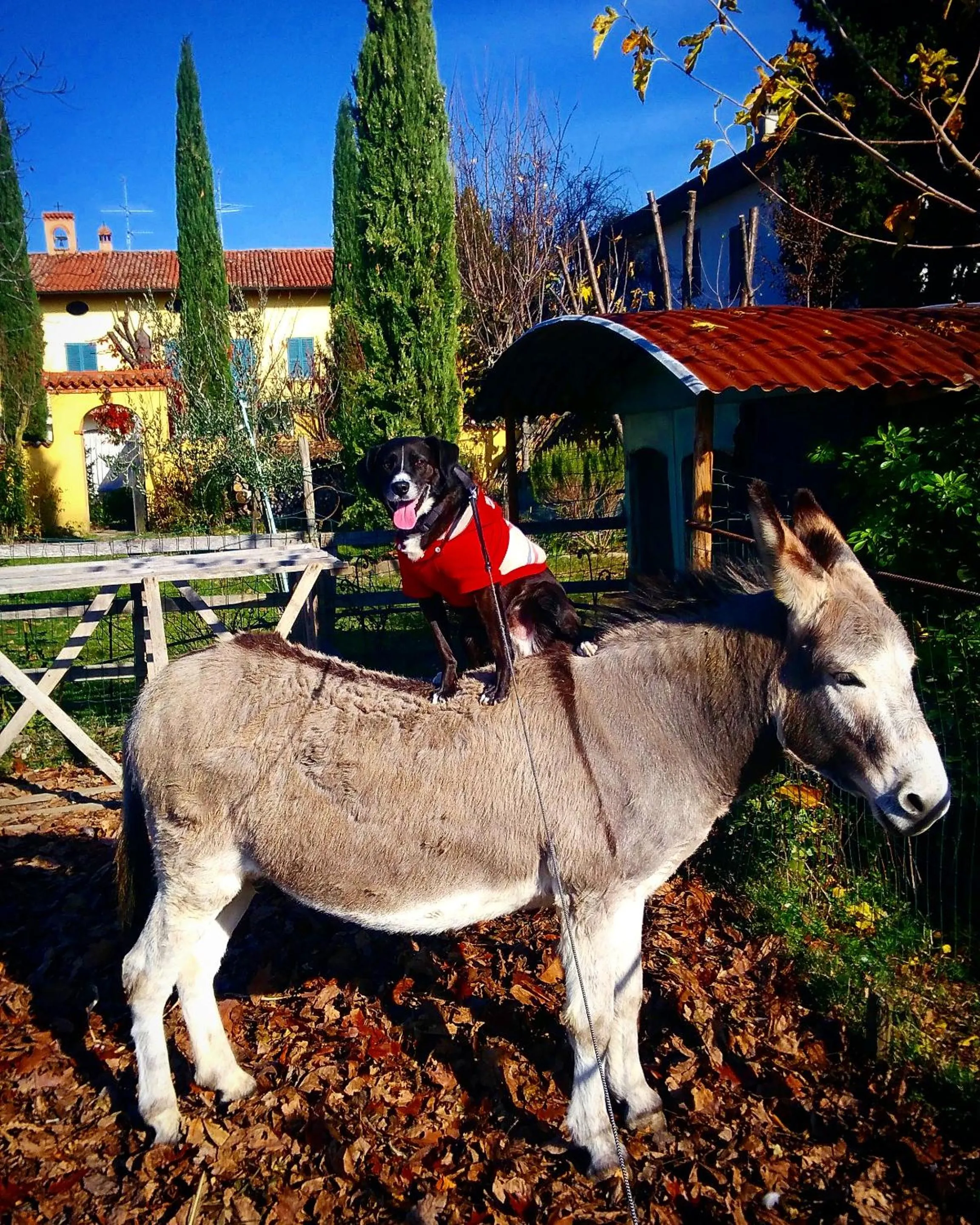 Animals in Cascina CORTEPRIMAVERA, B&B del Baliot