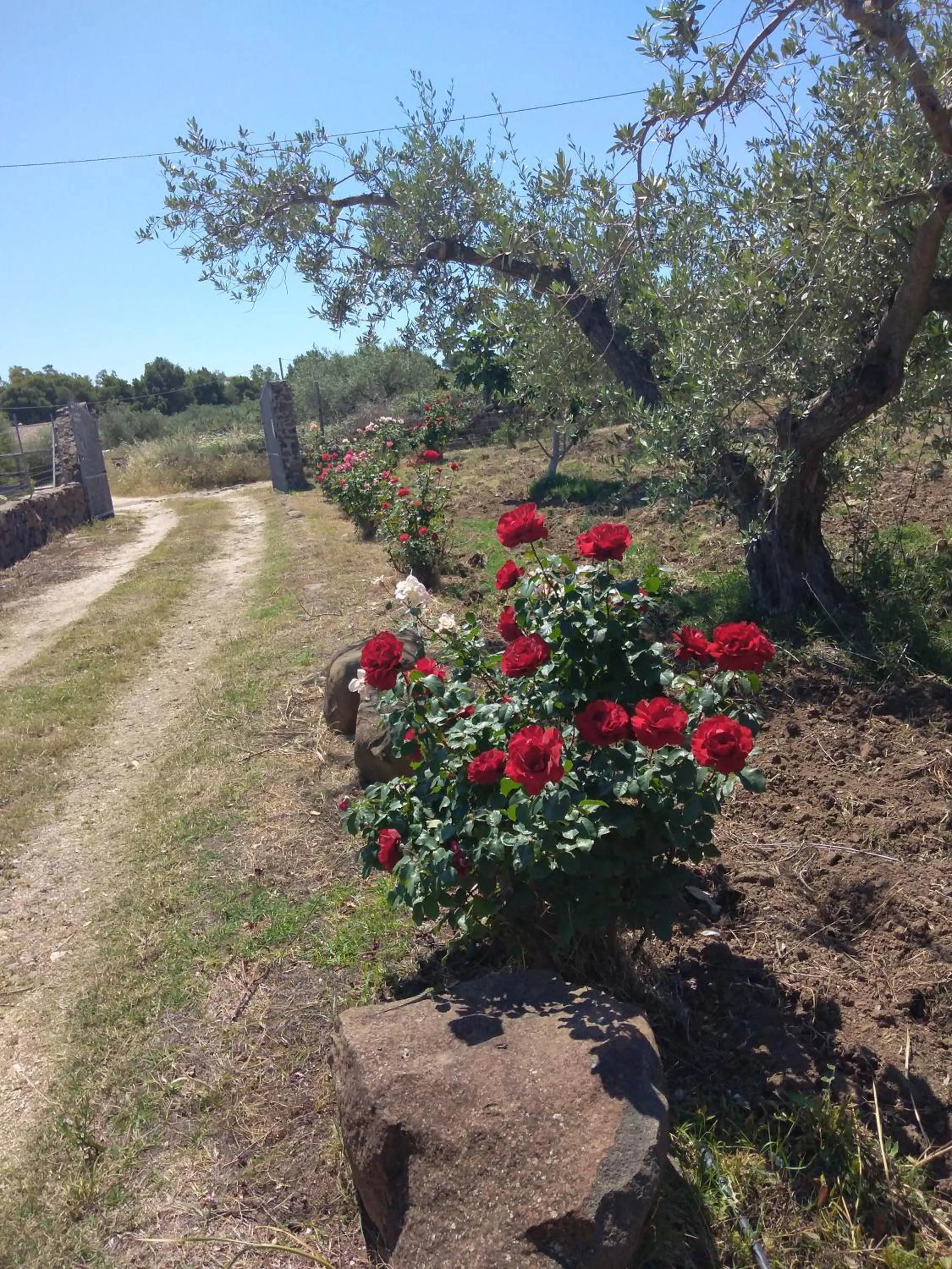 Villa degli Ulivi e delle Rose