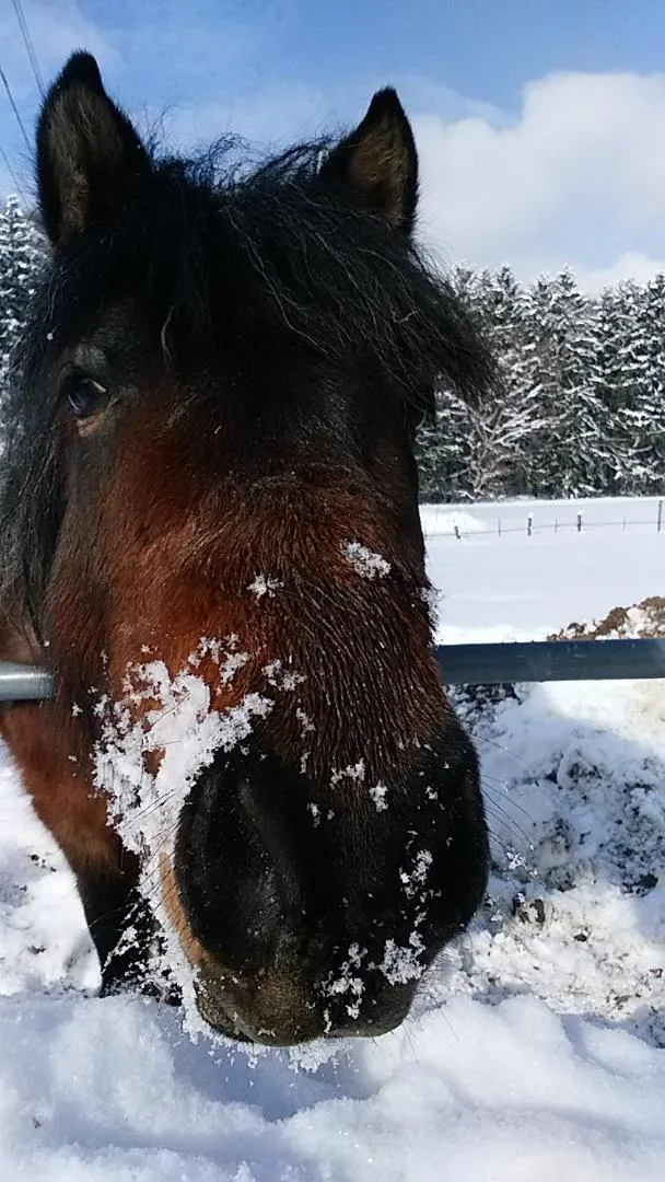 Winter in Pension Raclette