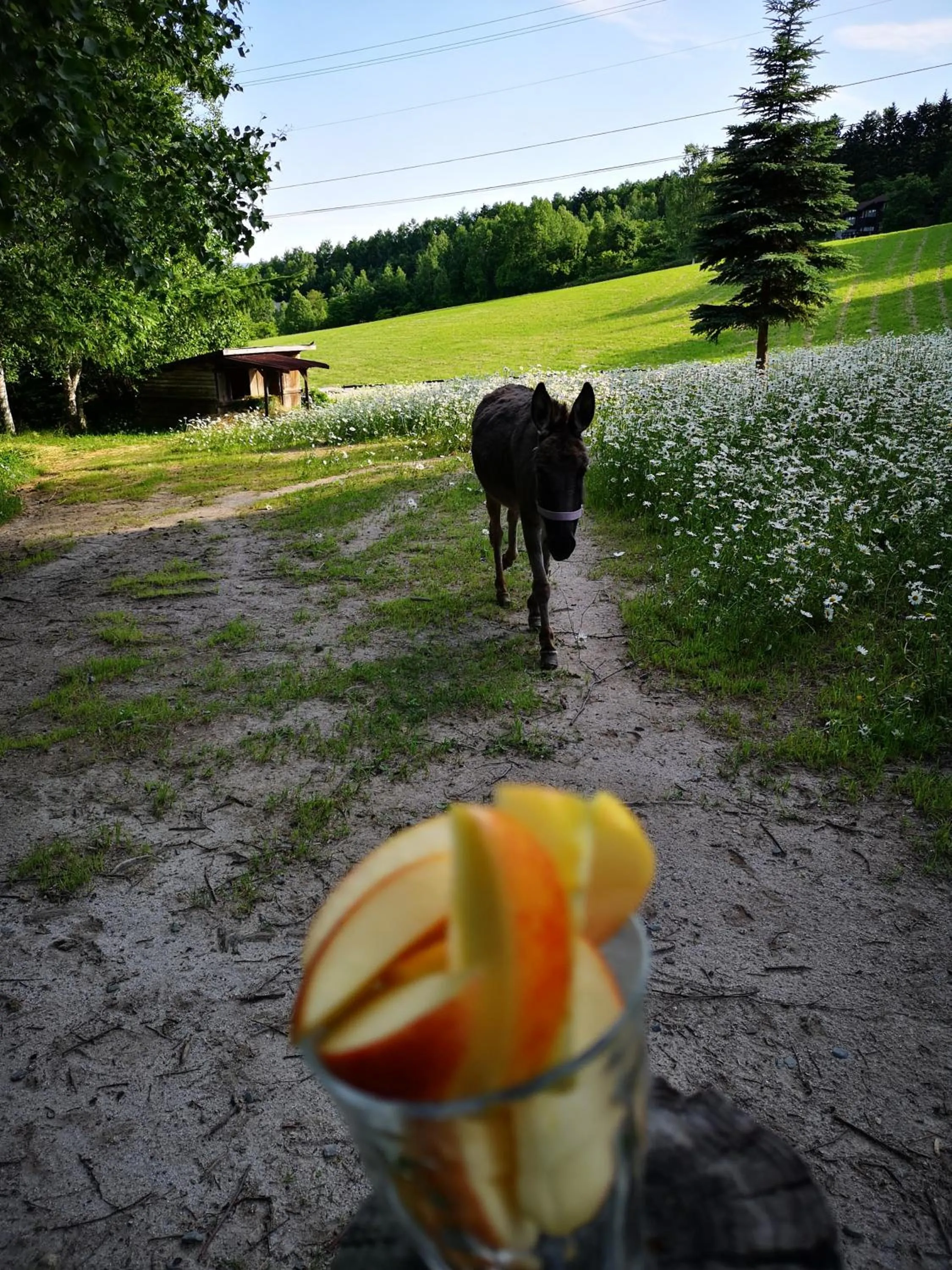 Animals in Pension Raclette