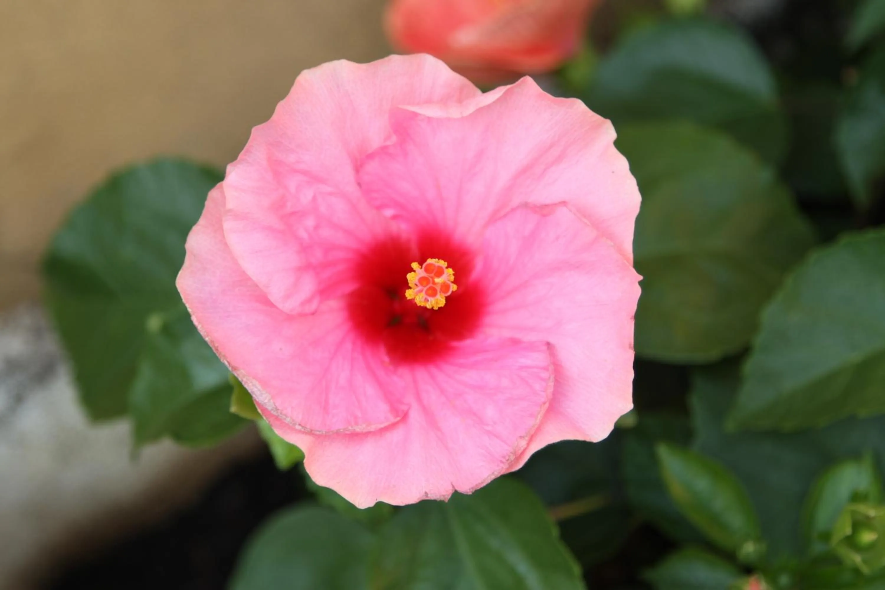 Decorative detail in La Terrazza Appartamento turisctico Agata
