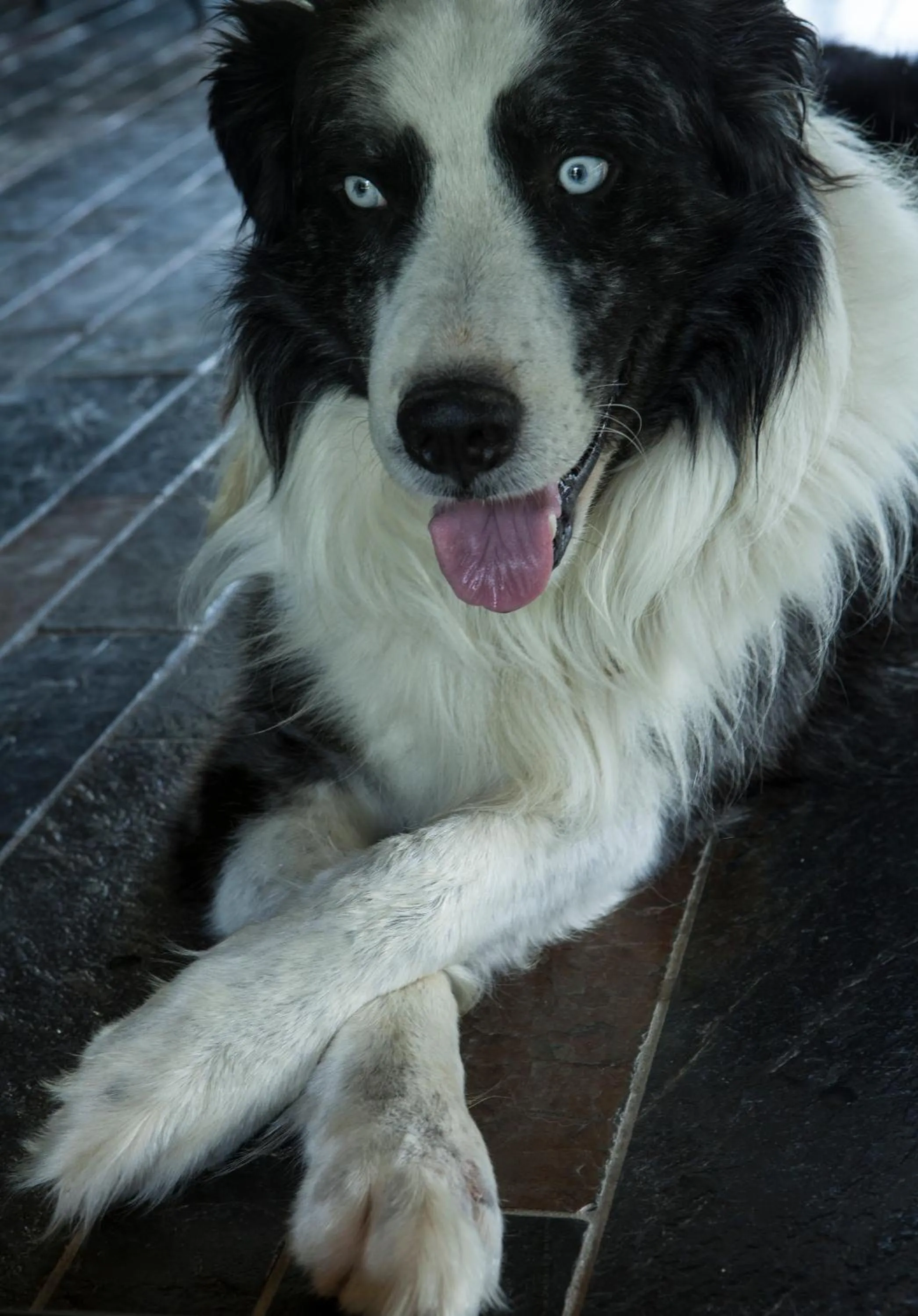 Animals in B&B Puntodivista