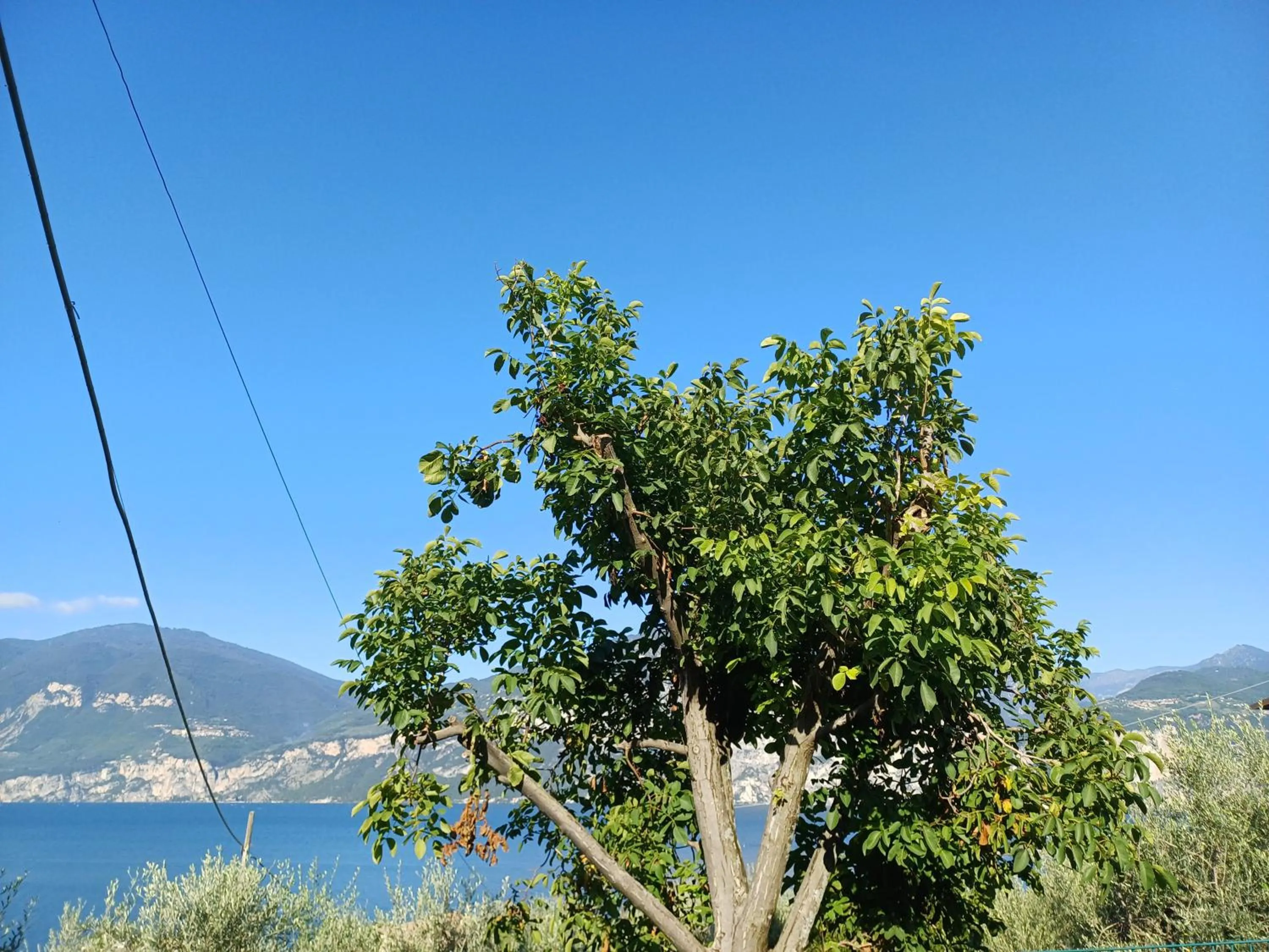 Appartamenti Albatros