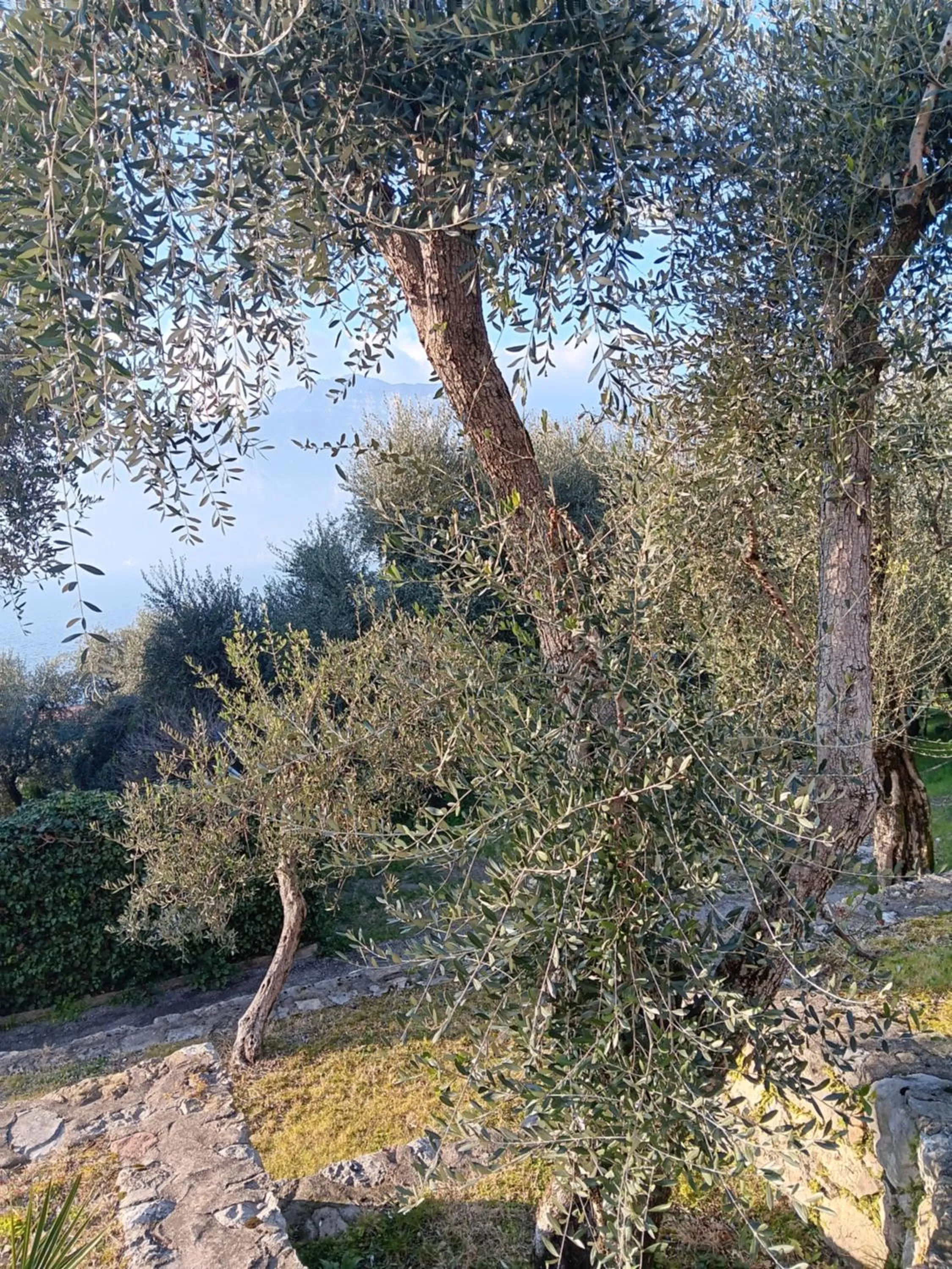 Appartamenti Albatros