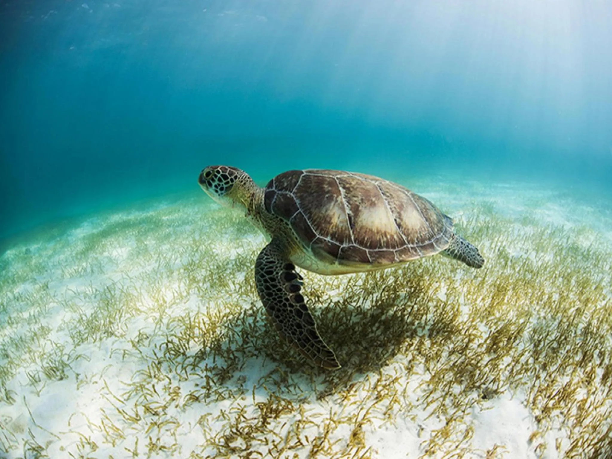 Snorkeling in Secrets Akumal Riviera Maya - Adults Only