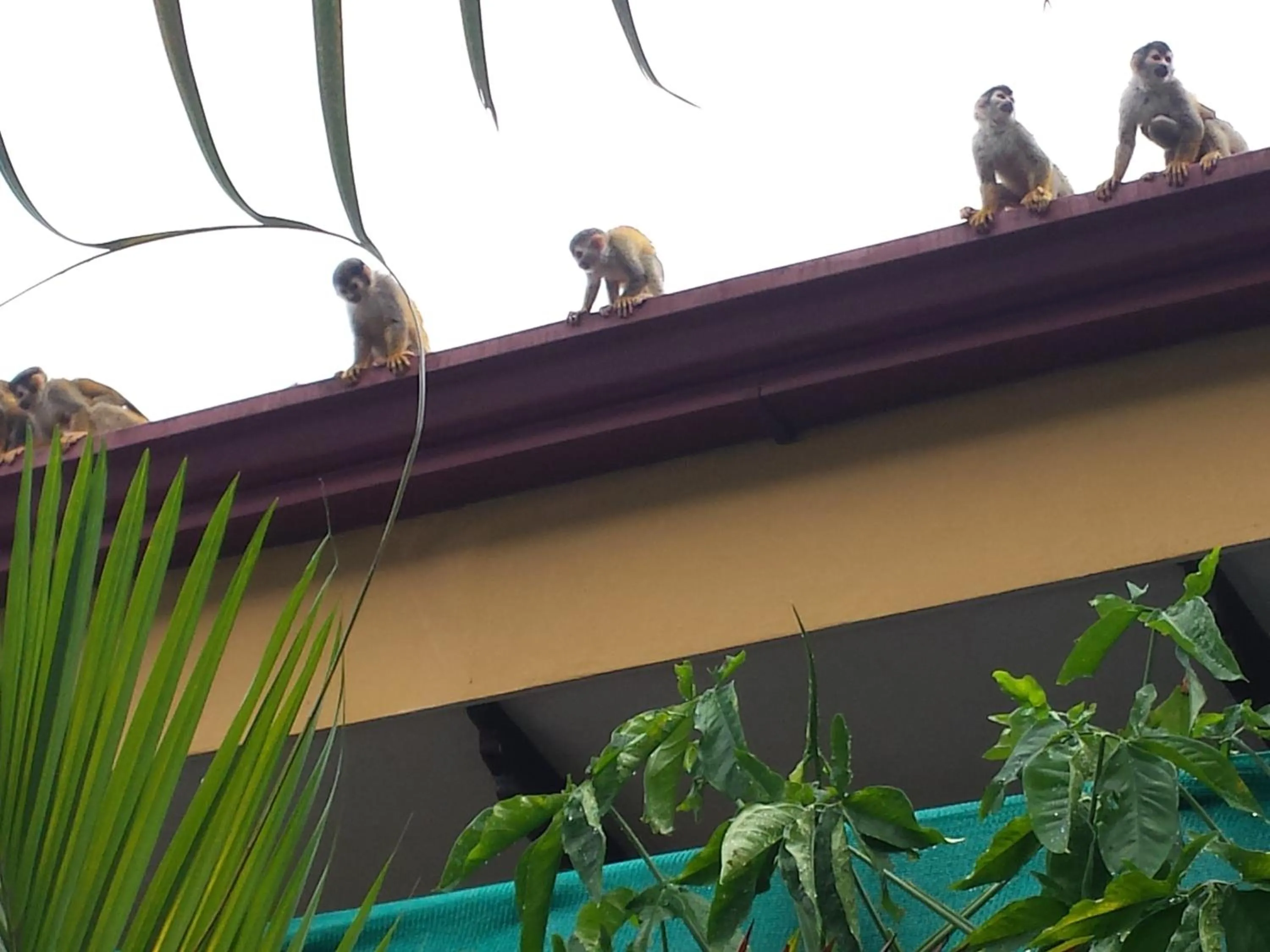 Animals in Coyaba Tropical Elegant Adult Guesthouse