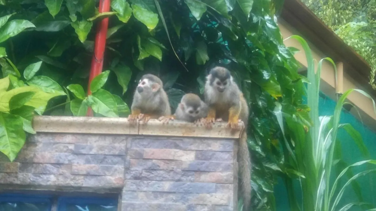 Animals in Coyaba Tropical Elegant Adult Guesthouse