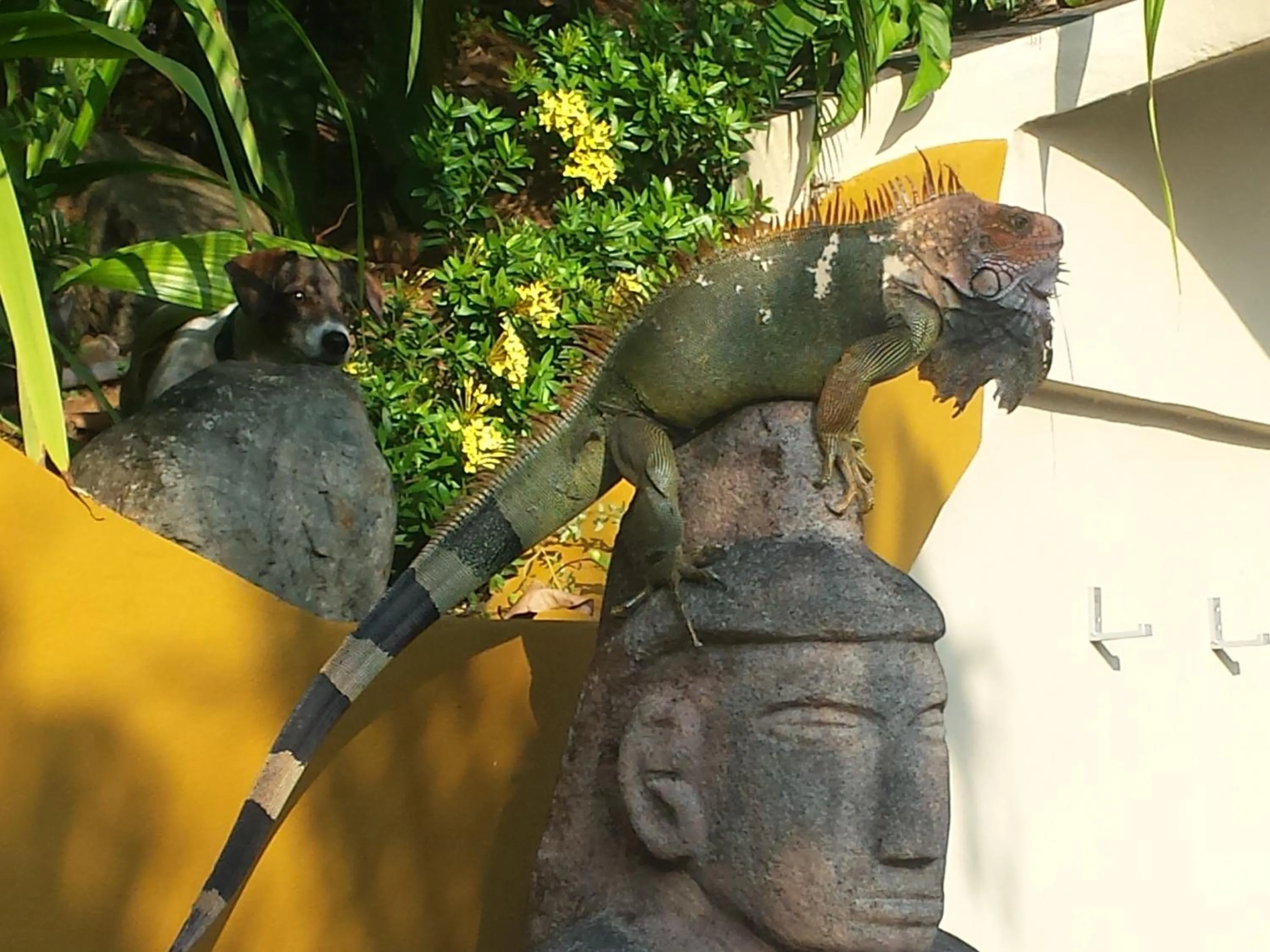 Animals in Coyaba Tropical Elegant Adult Guesthouse