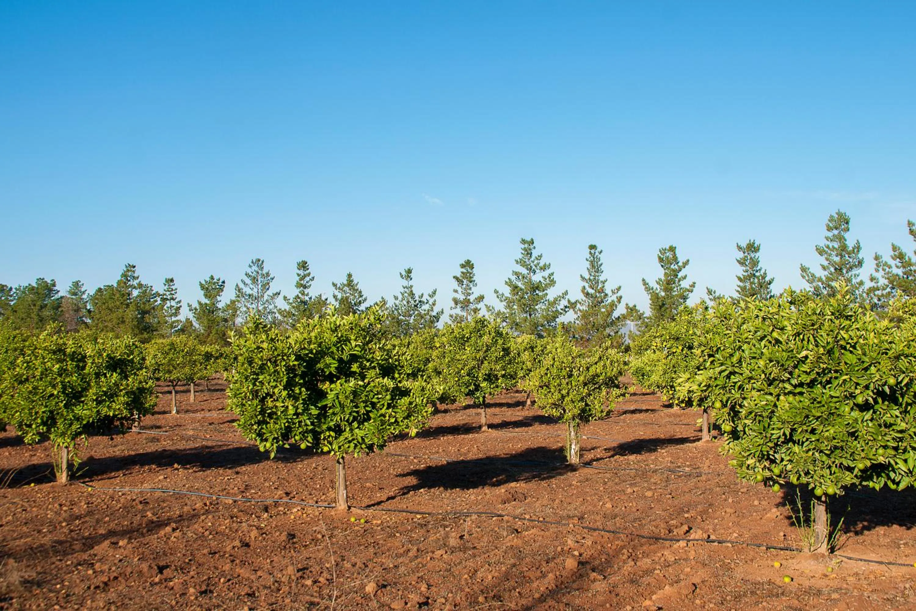 Garden in Casa Mayoral B&B Pet friendly