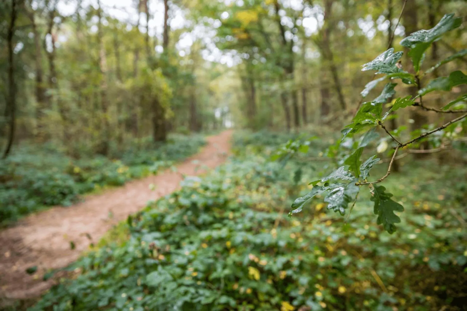 Natural landscape in Landgoed Het Grote Zand