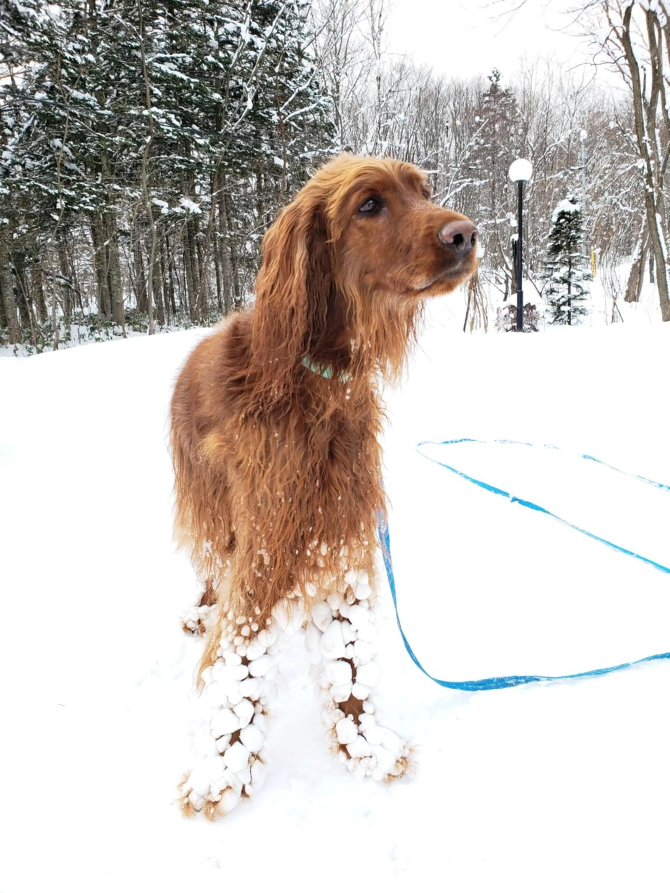 Staff in Pension Gooseberry