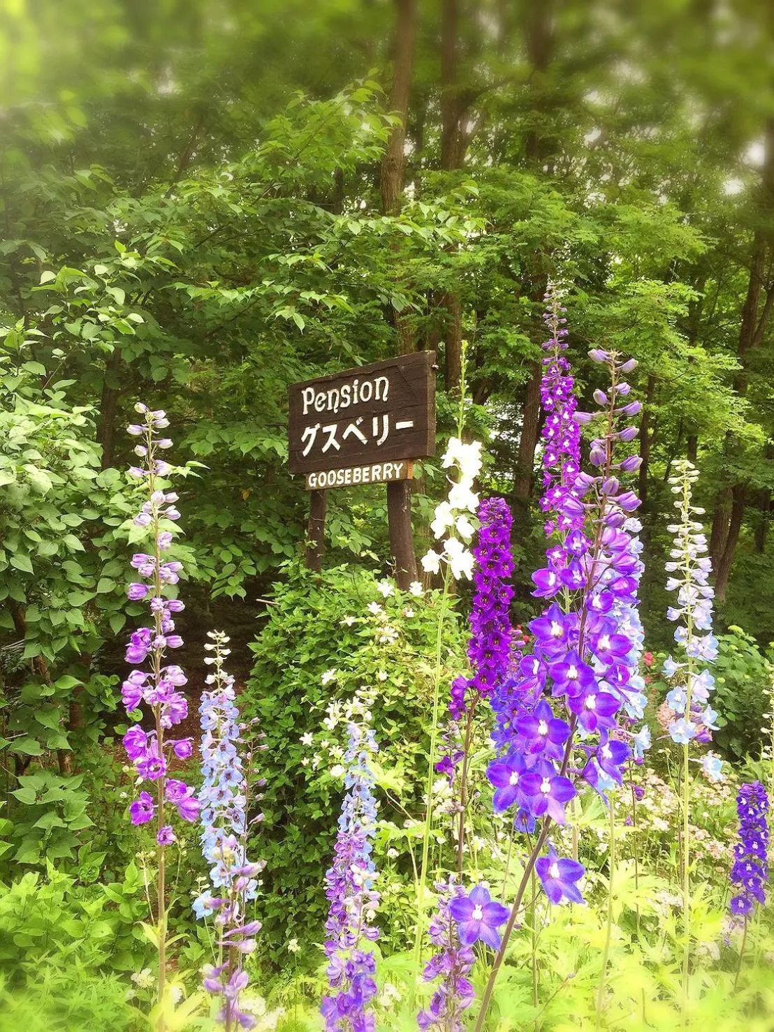 Property logo or sign in Pension Gooseberry