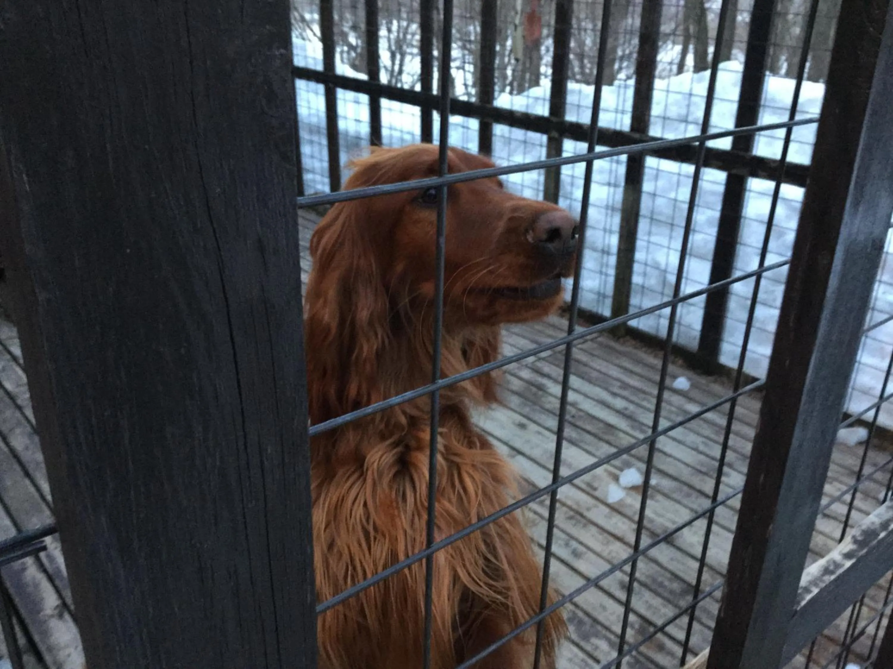 Other in Pension Gooseberry