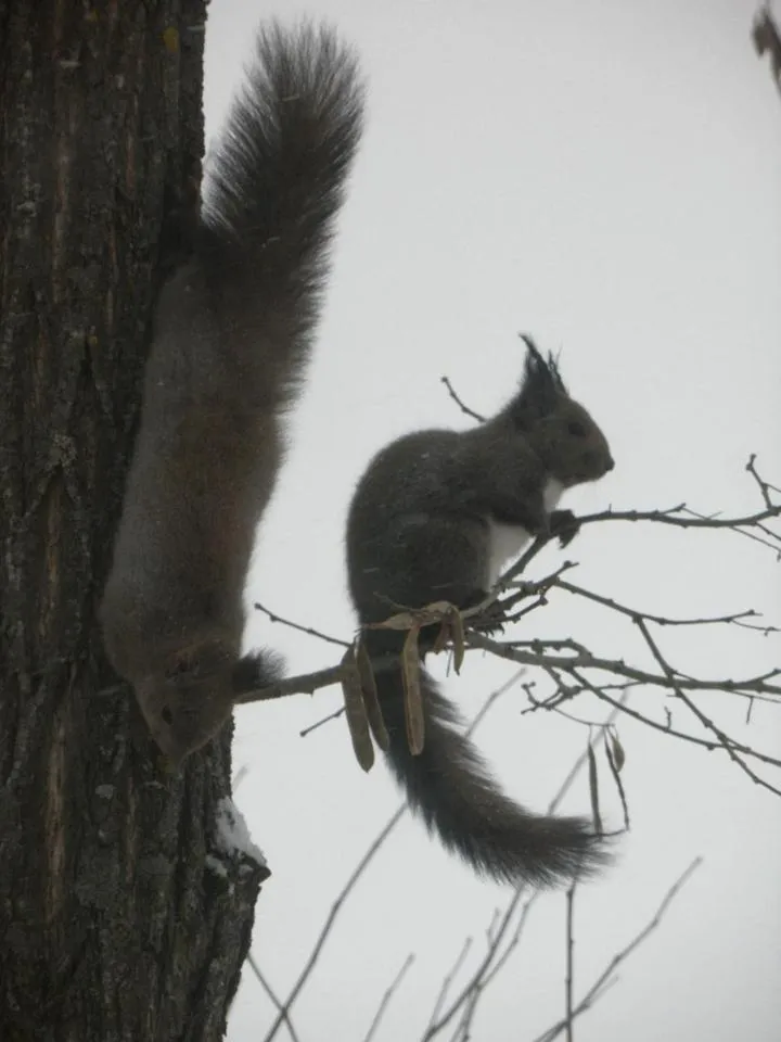 Other in Pension Gooseberry