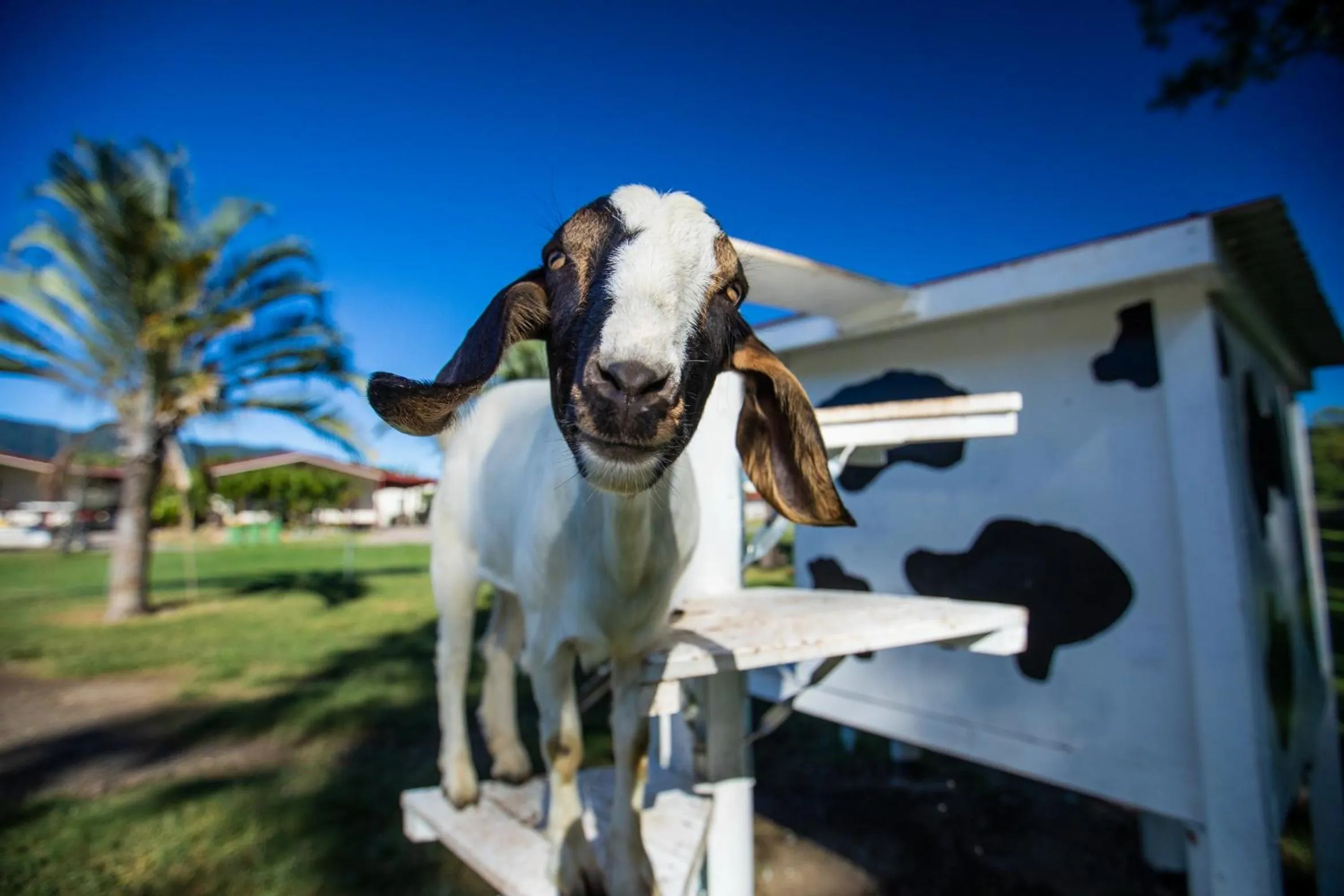 Animals in BIG4 Adventure Whitsunday Resort
