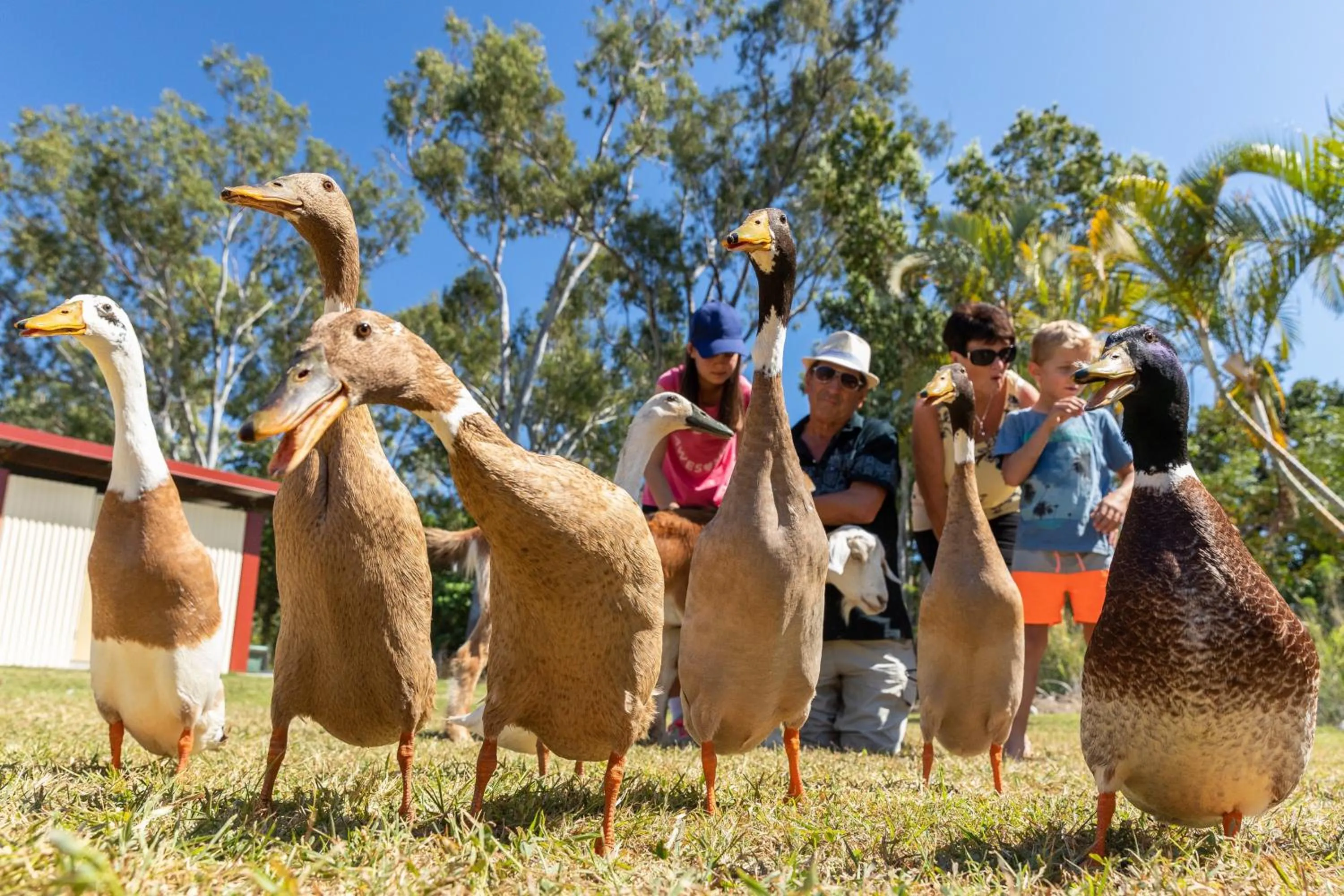 Animals in BIG4 Adventure Whitsunday Resort