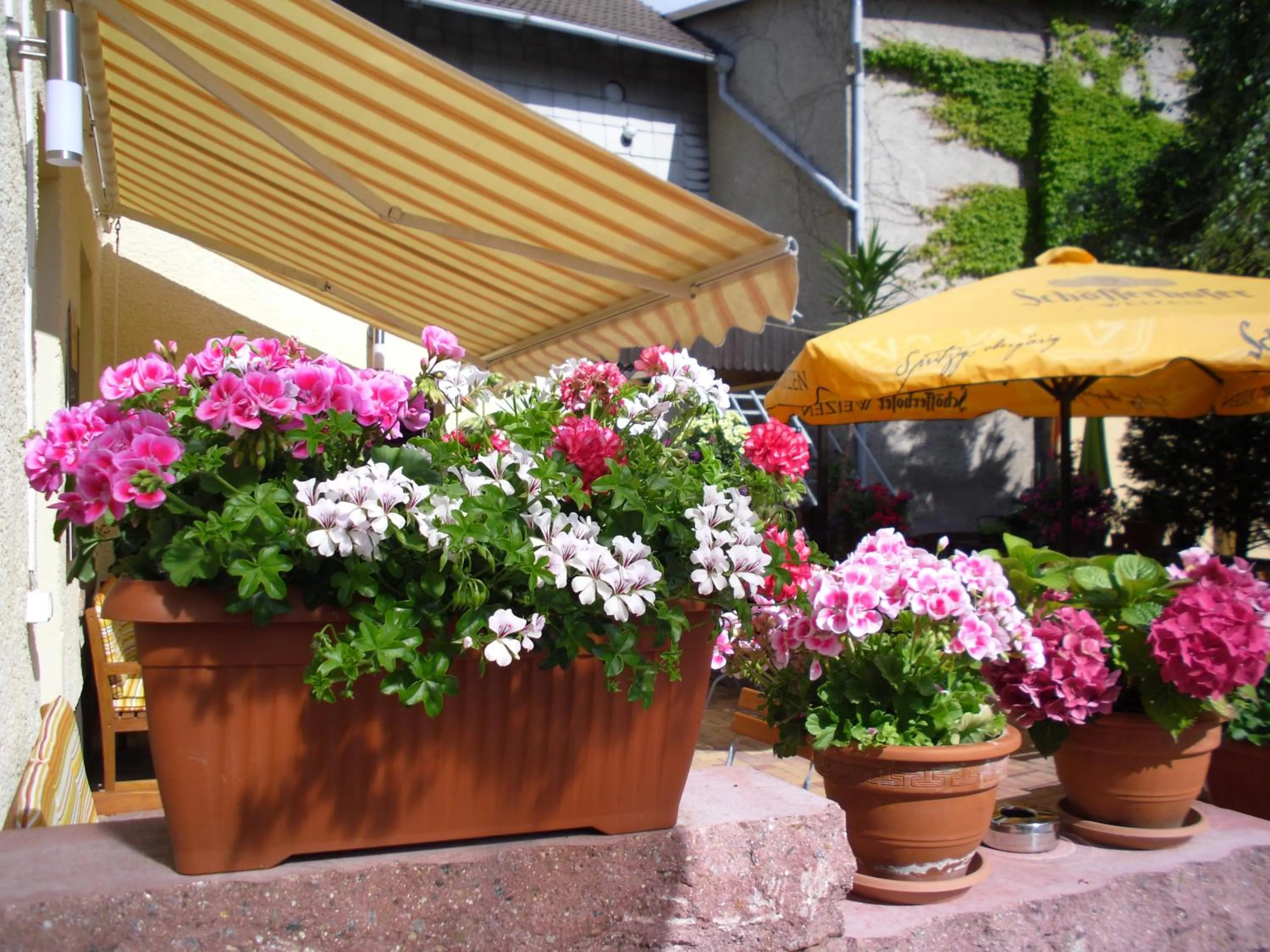 Restaurant/places to eat in Gasthaus Forelle