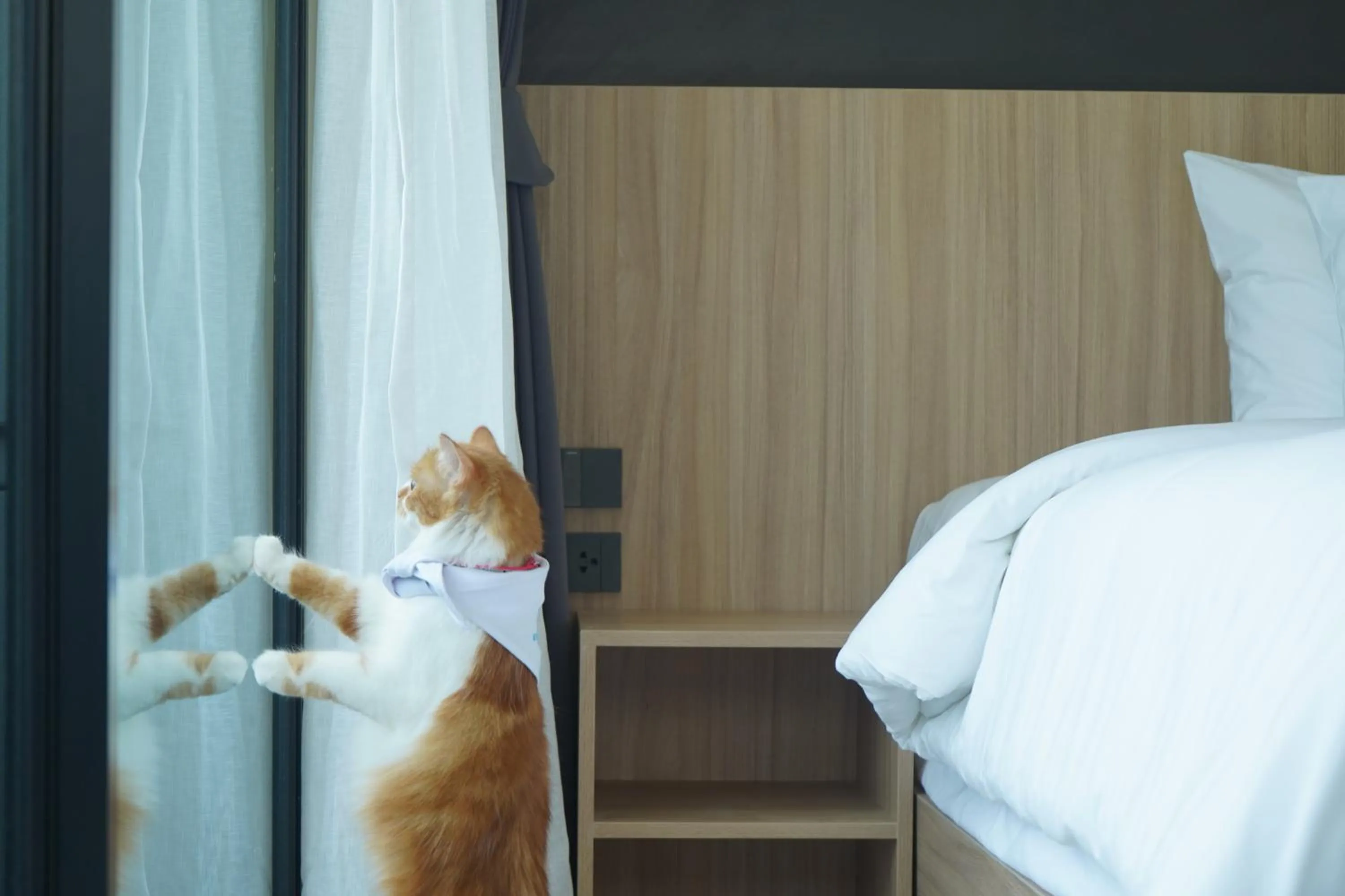 pet friendly, Bed in Seaside Naithon Phuket - Newly Opened