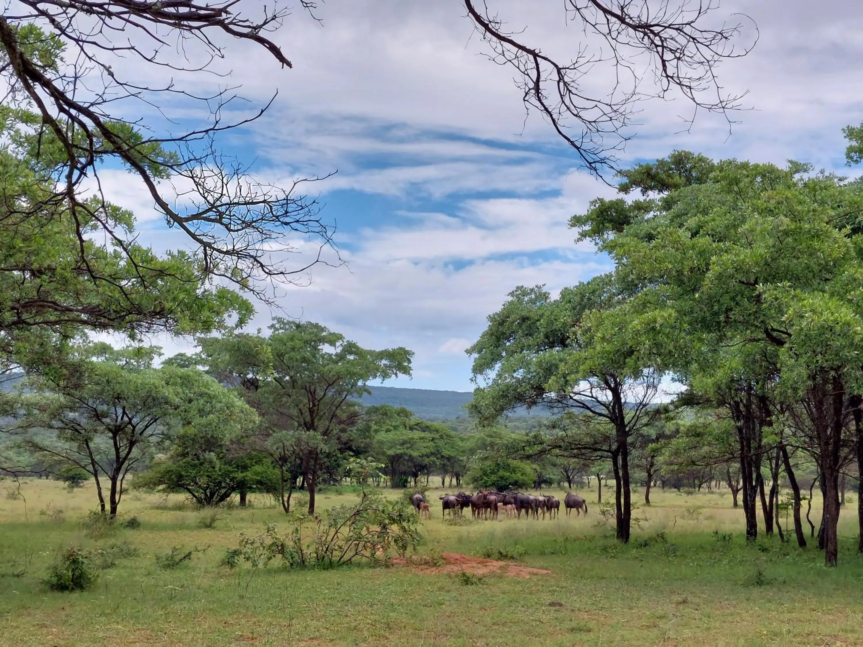 Natural landscape in Izintaba Private Game Reserve Waterberg