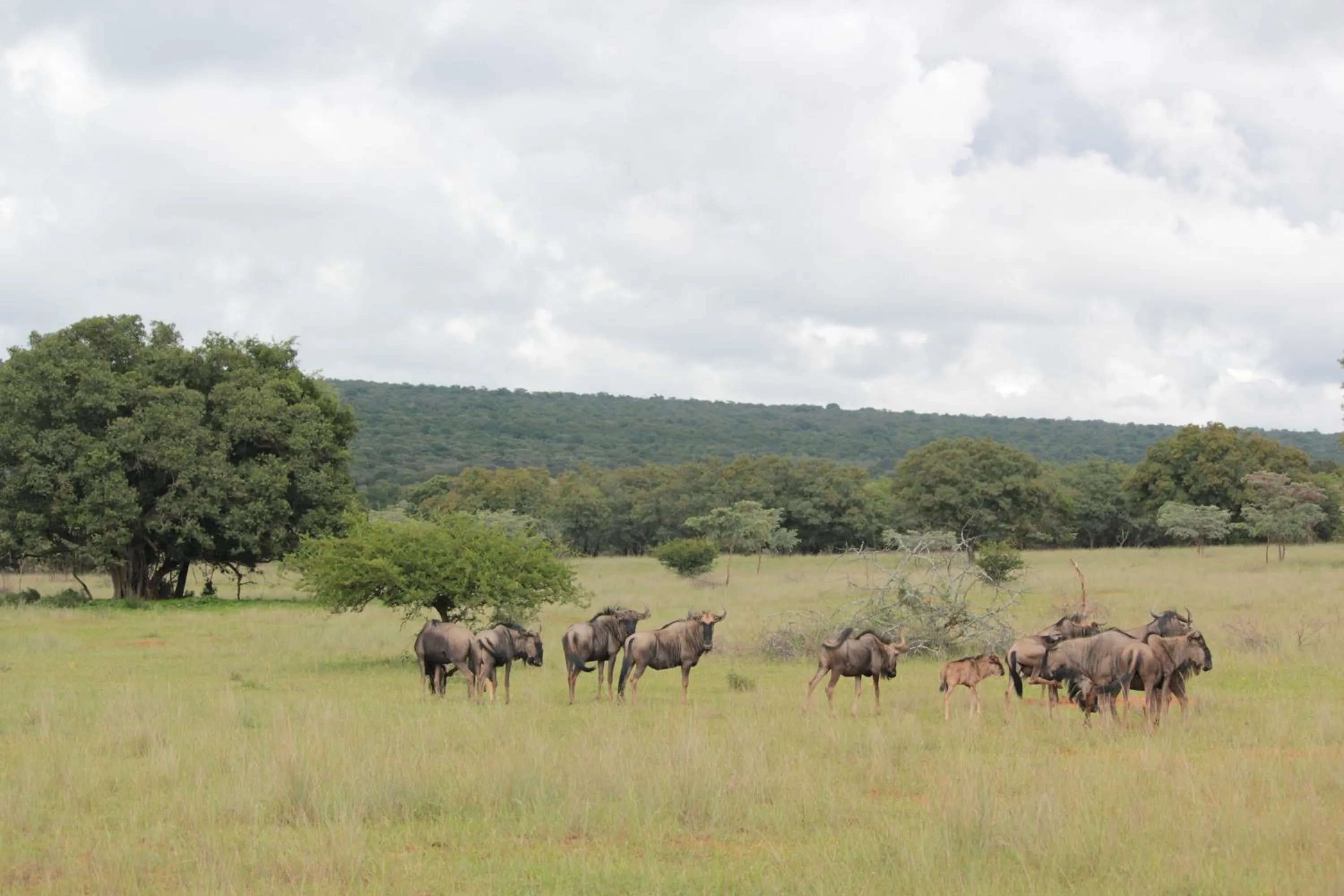 Natural landscape in Izintaba Private Game Reserve Waterberg