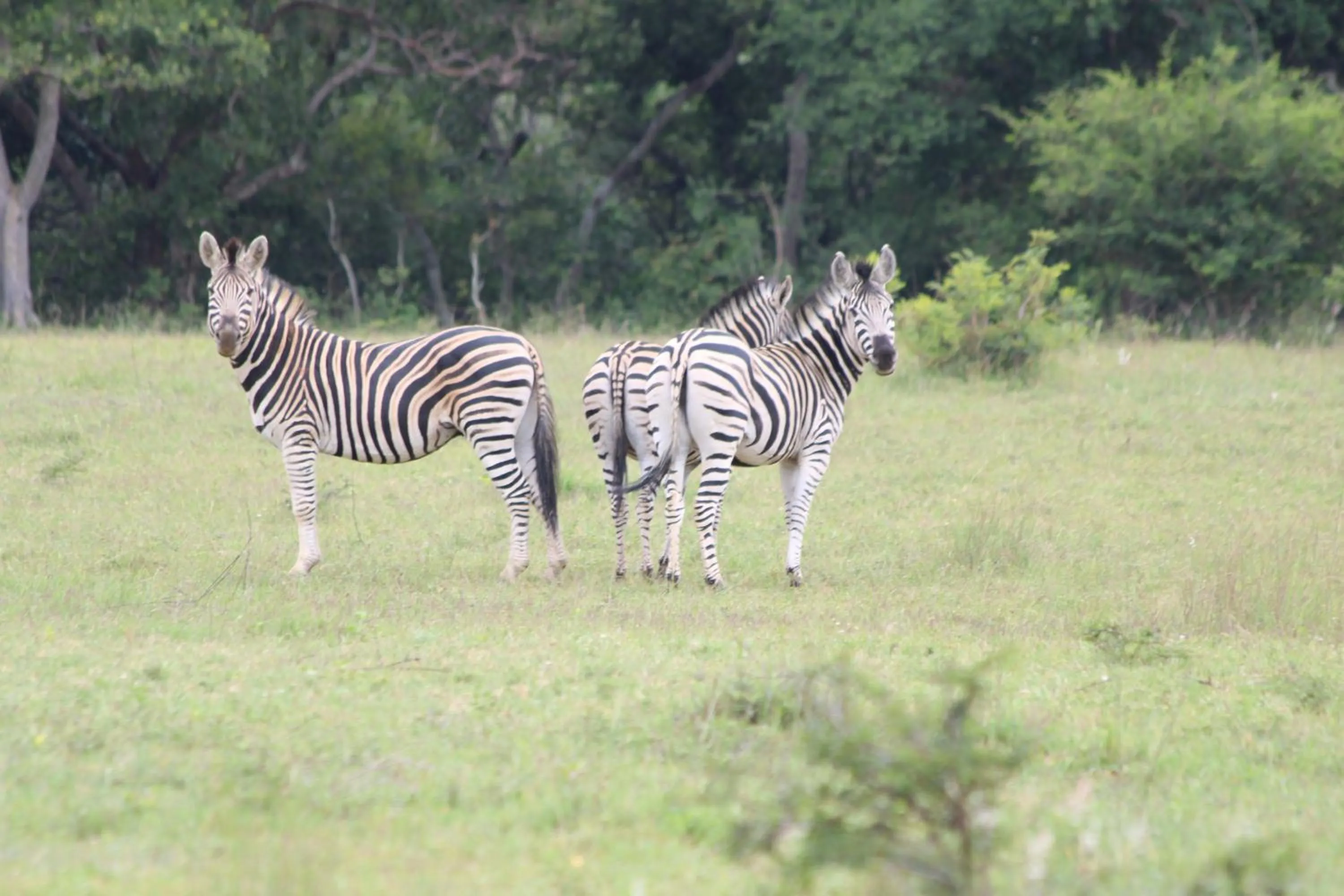 Natural landscape in Izintaba Private Game Reserve Waterberg