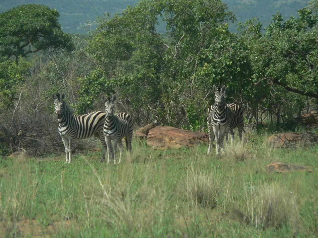 Animals in Izintaba Private Game Reserve Waterberg