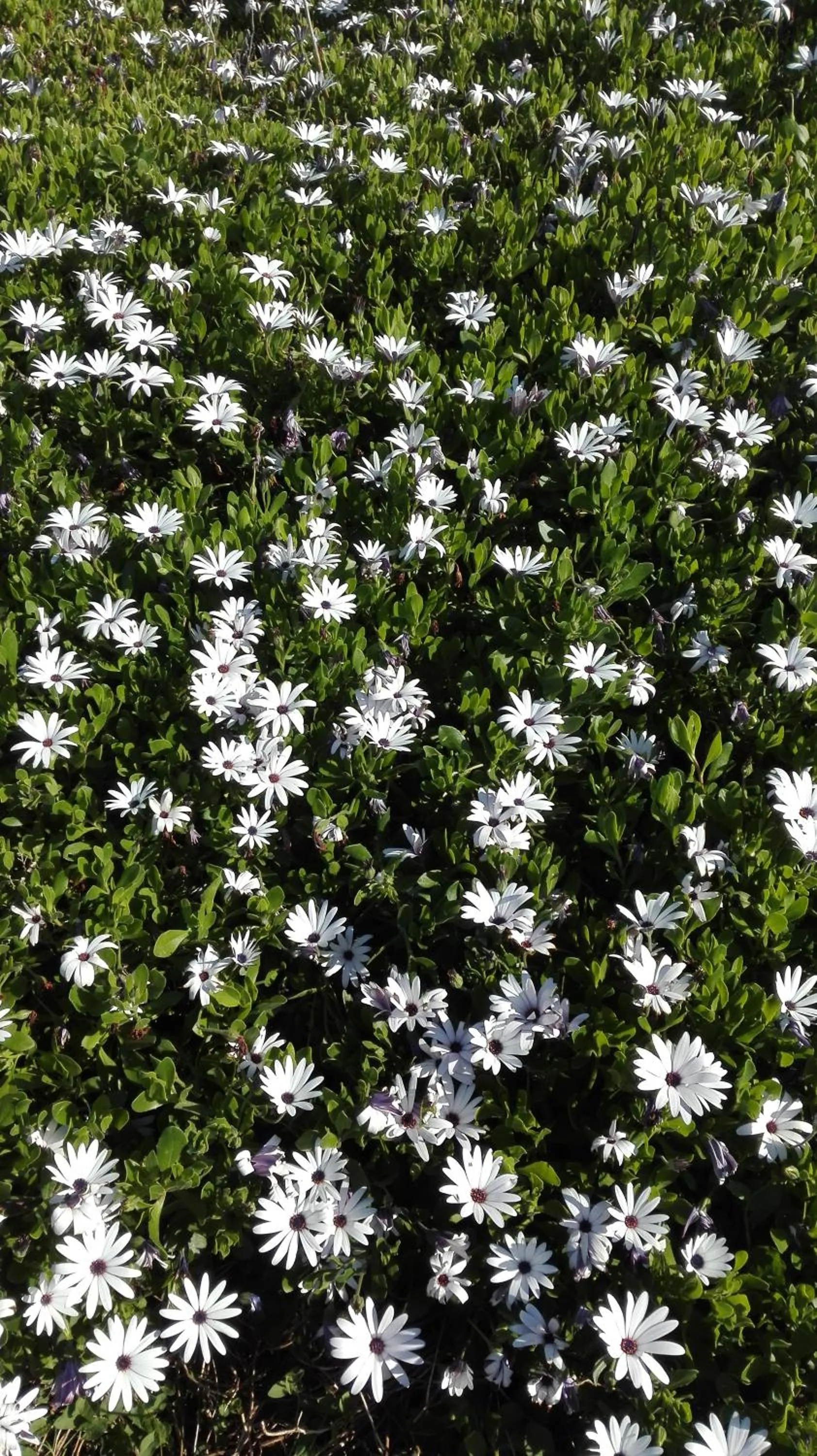 Nearby landmark in B&B Fontevecchia