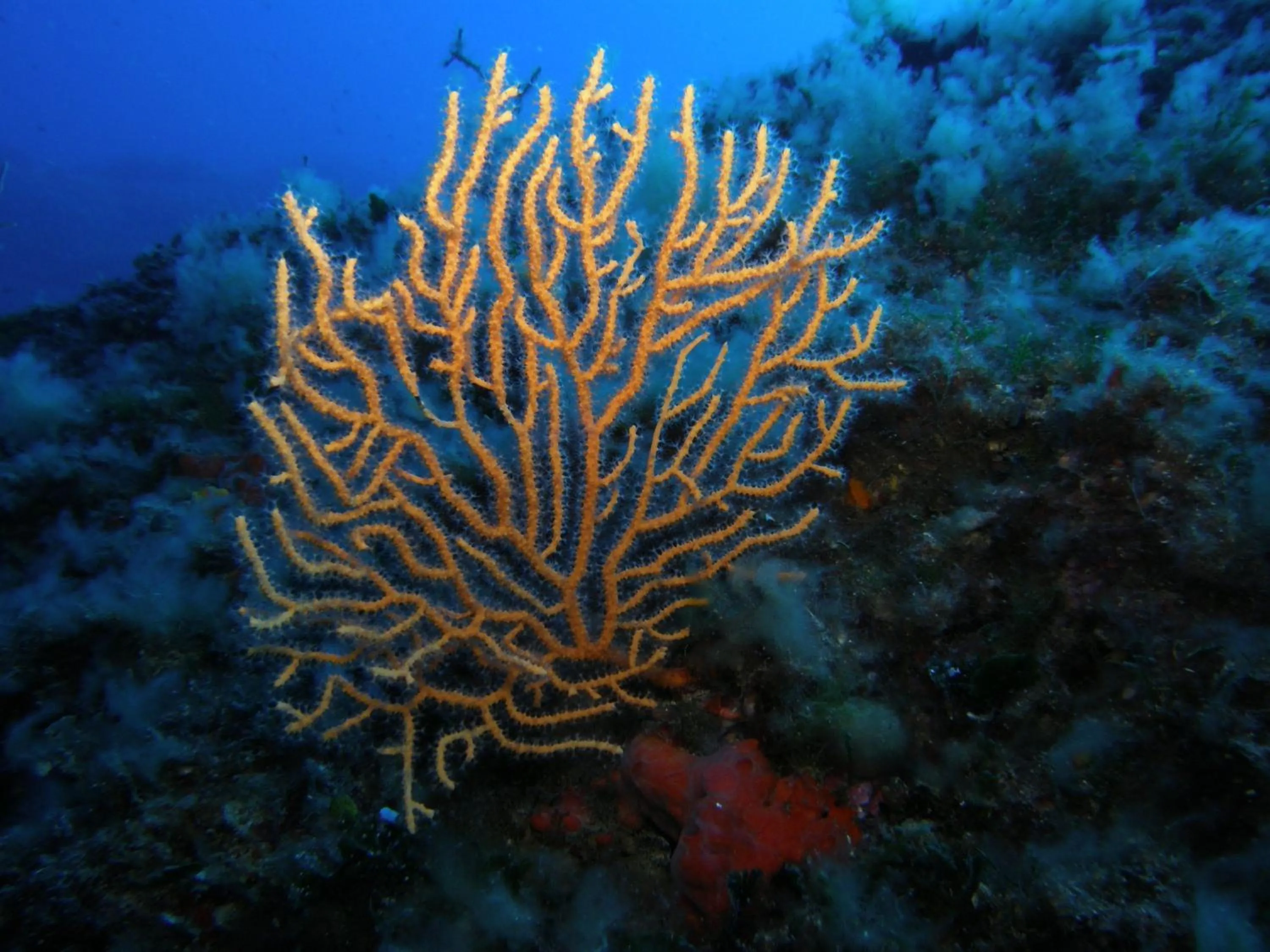 Diving in Hotel Sant'Andrea
