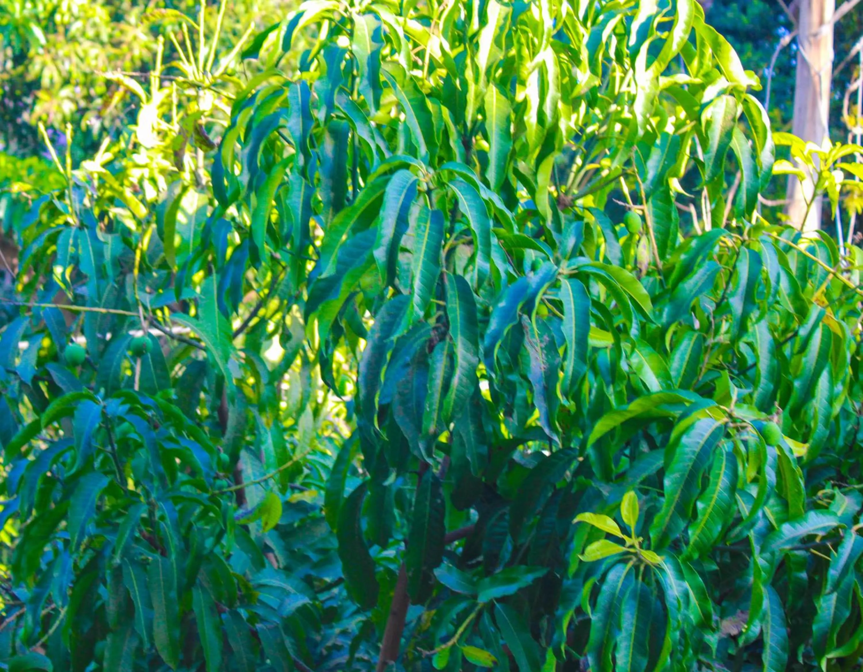 Garden in Equator Hotel