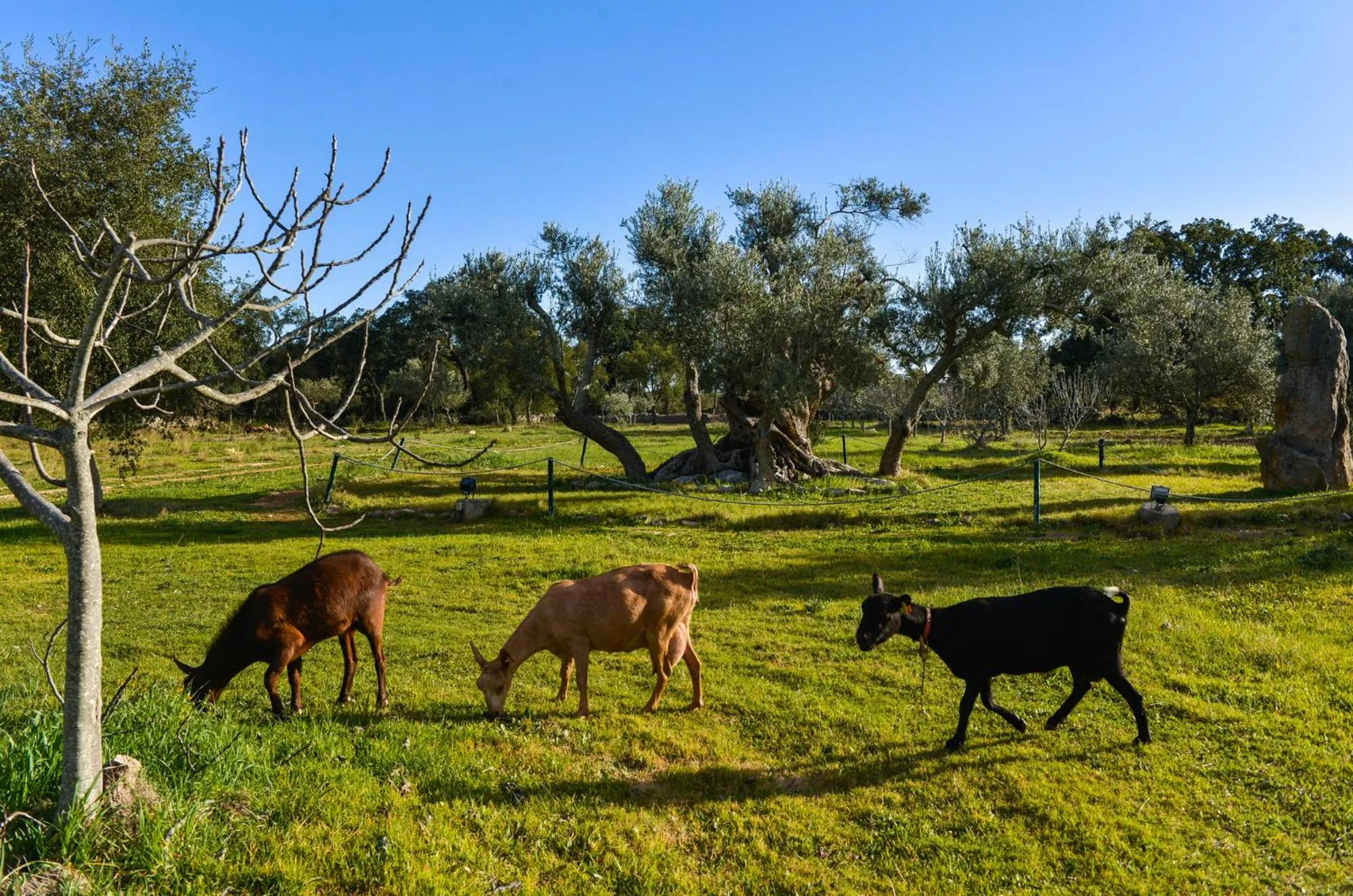 Garden in Quinta dos Tesouros