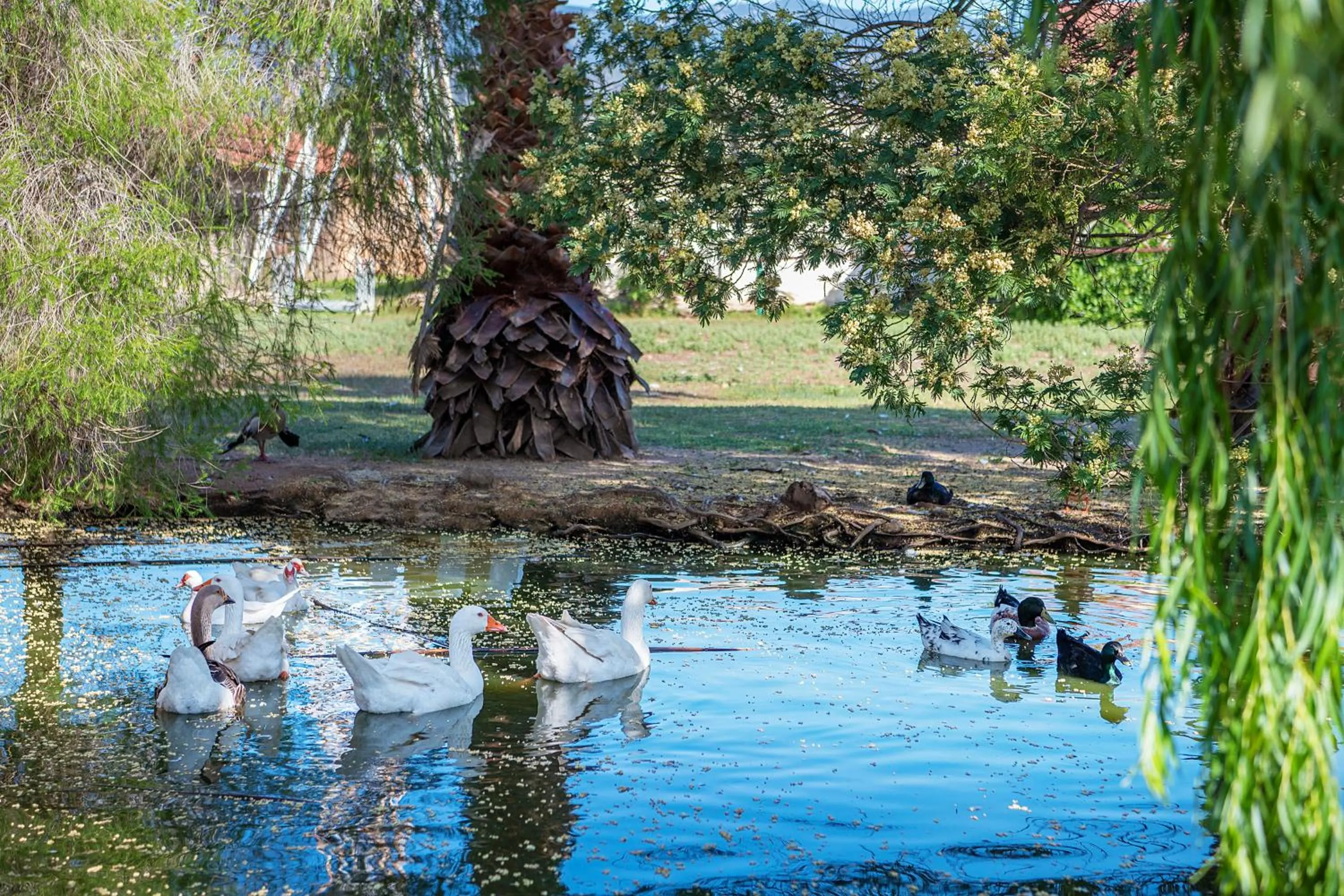 Animals in Hotel Rurale Orti di Nora & SPA