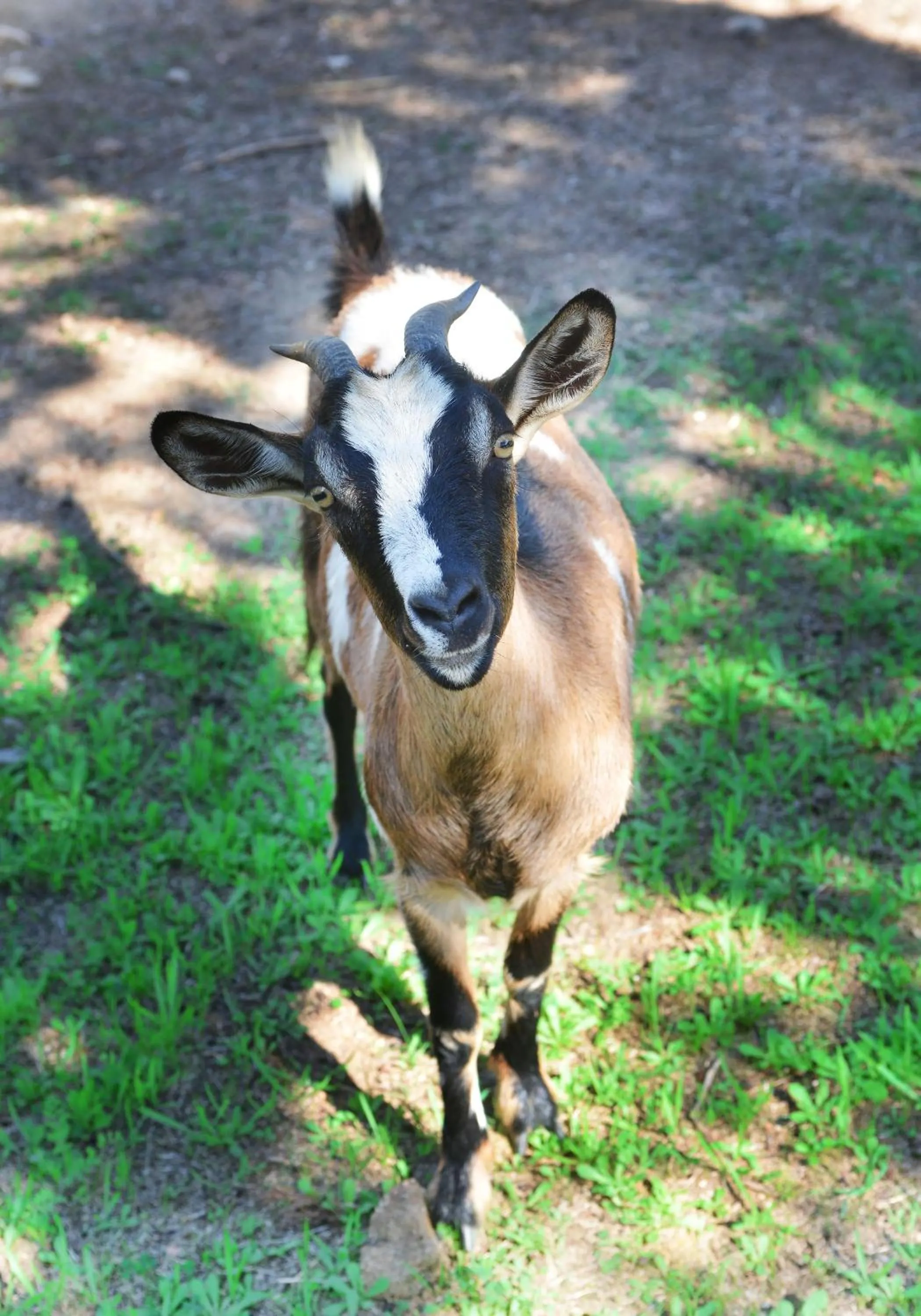 Animals in Hotel Rurale Orti di Nora & SPA