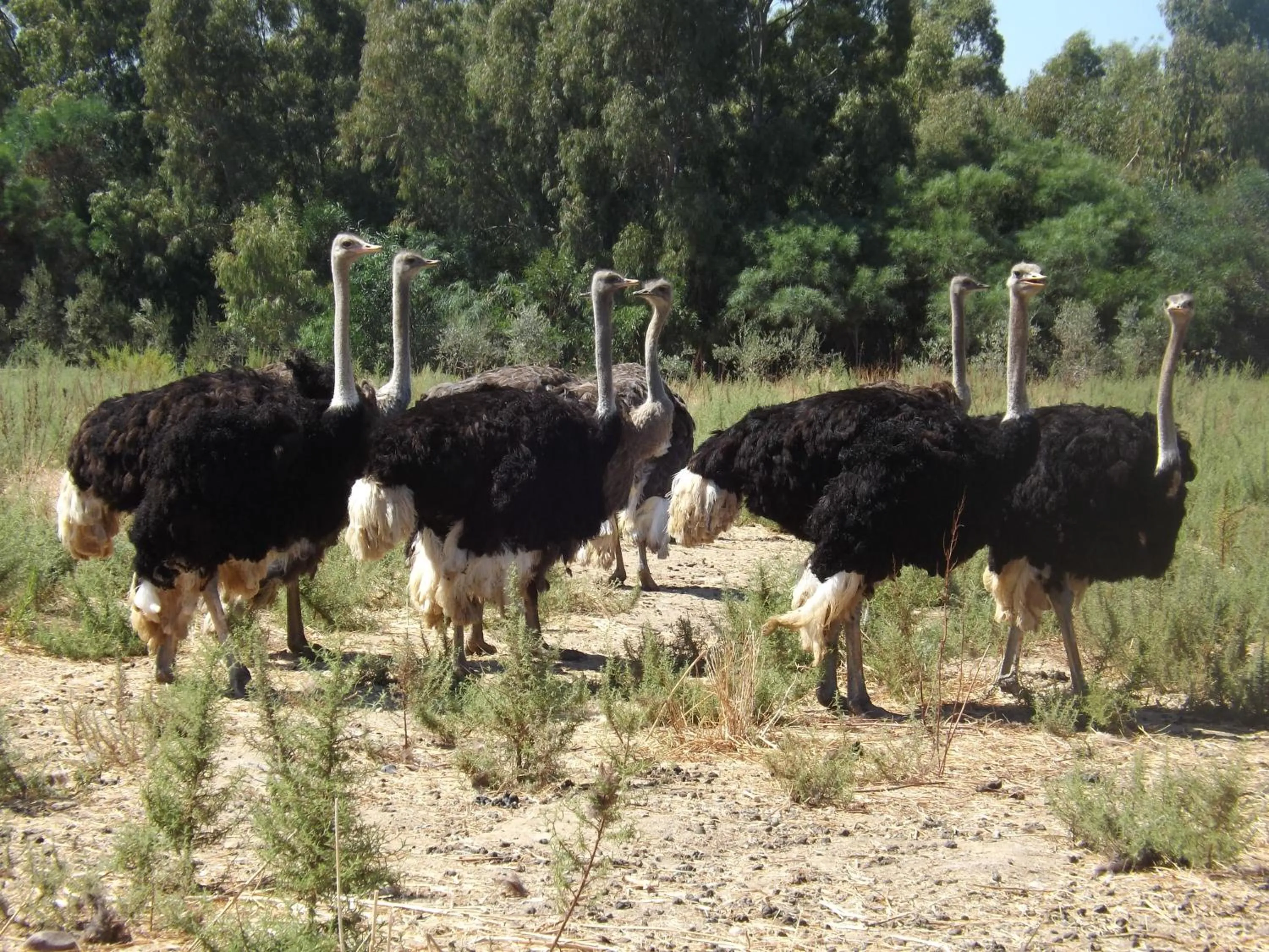 Animals in Hotel Rurale Orti di Nora & SPA