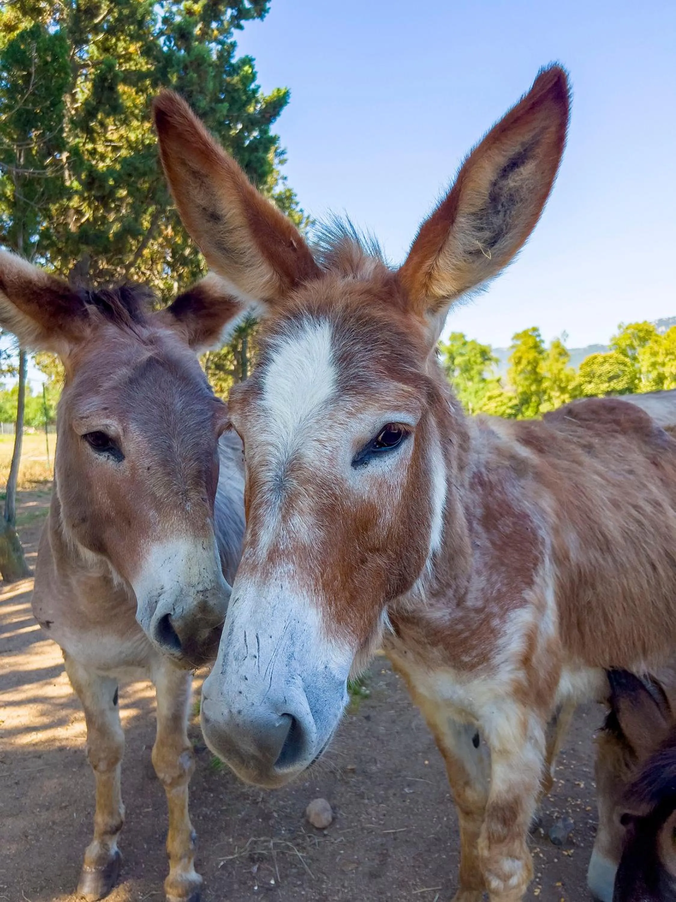 Animals in Hotel Rurale Orti di Nora & SPA