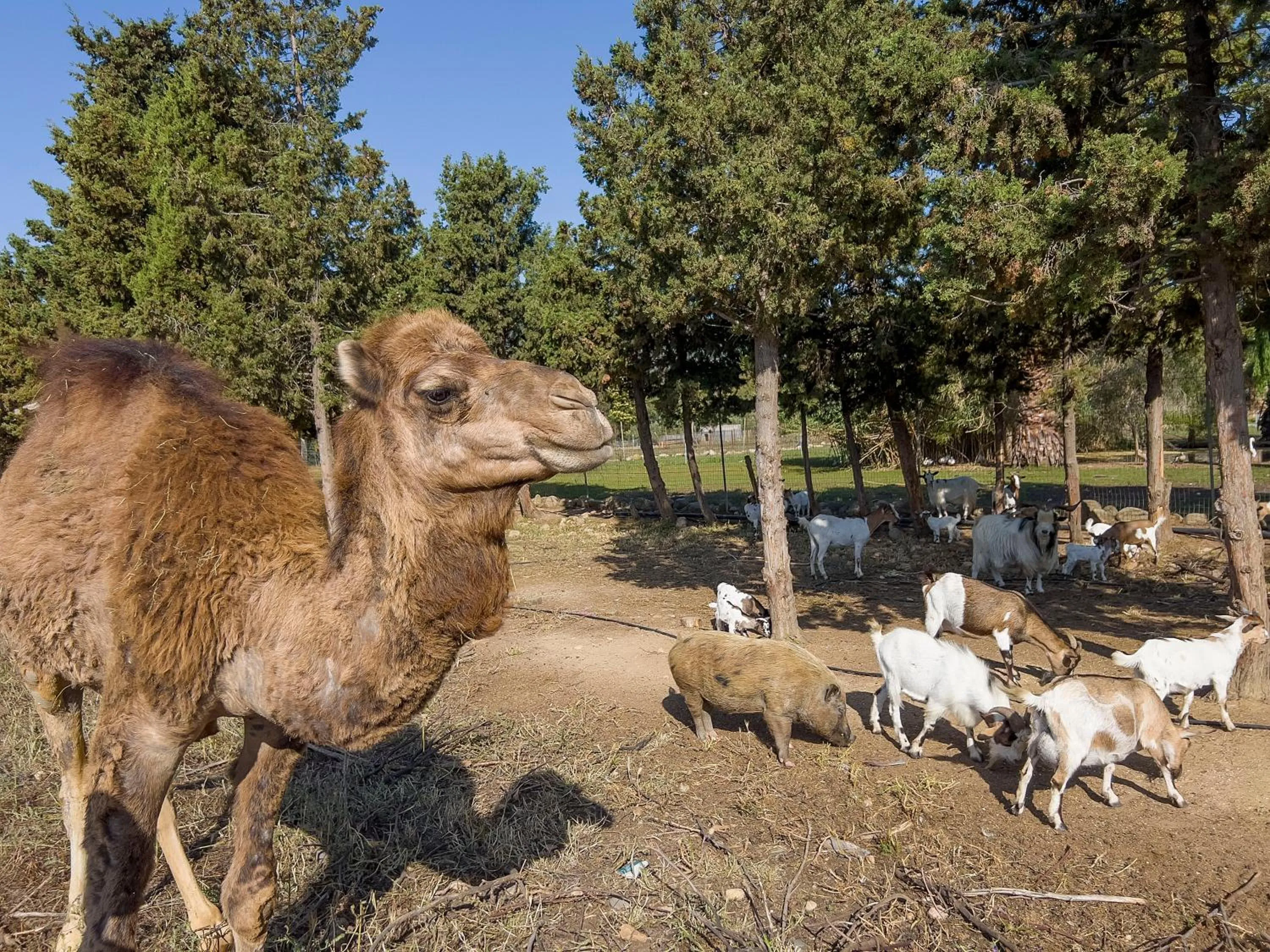 Animals in Hotel Rurale Orti di Nora & SPA