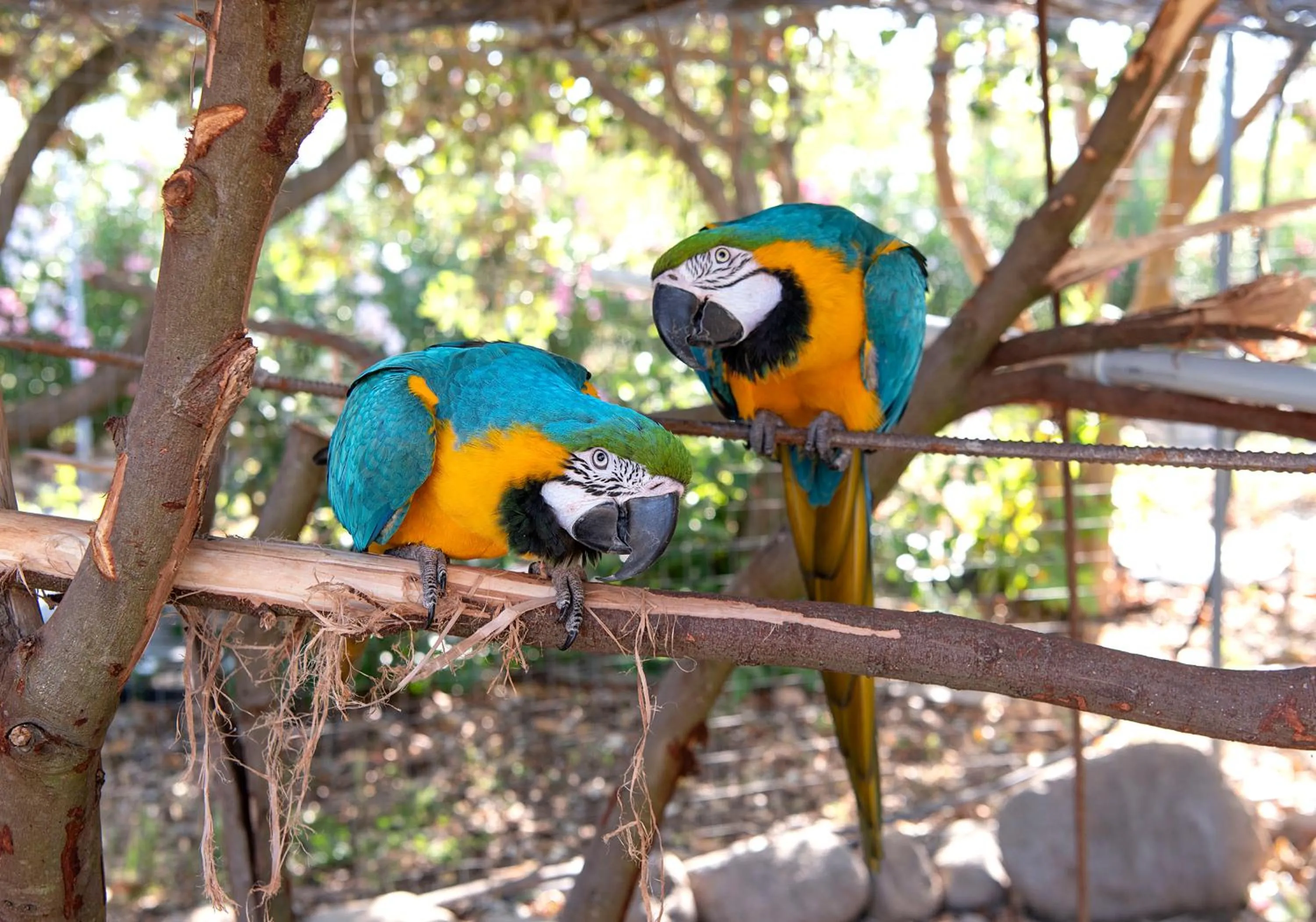 Animals in Hotel Rurale Orti di Nora & SPA