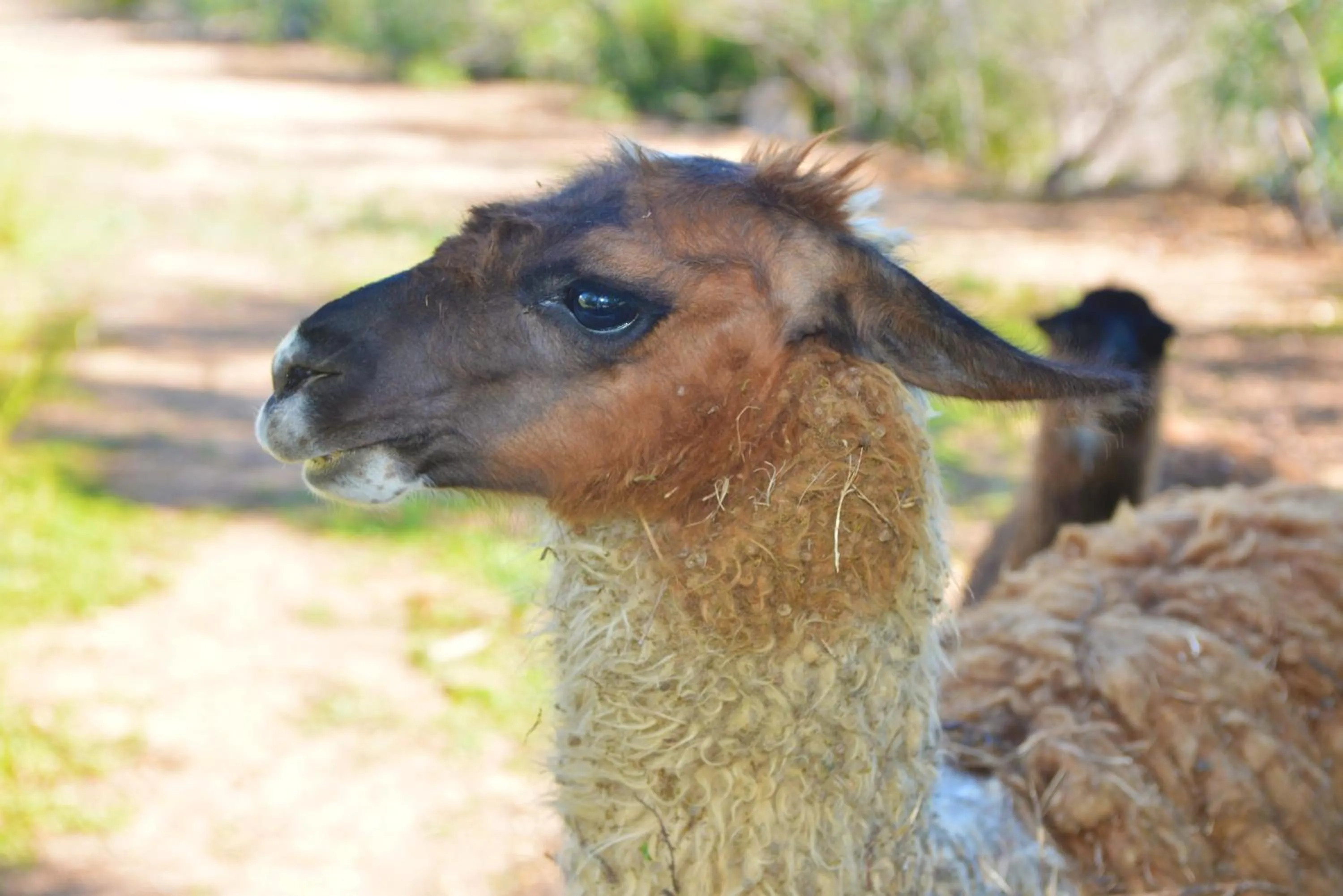 Animals in Hotel Rurale Orti di Nora & SPA