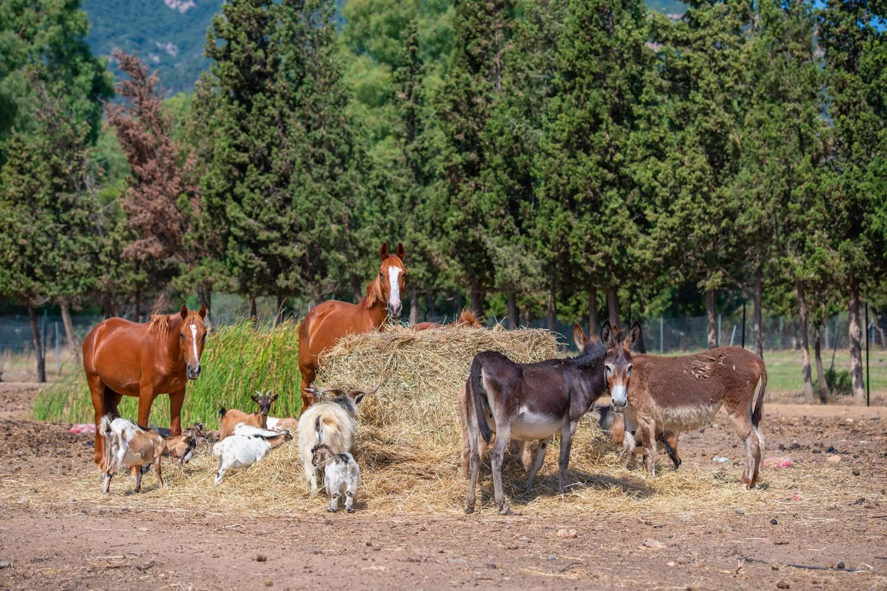 Animals in Hotel Rurale Orti di Nora & SPA