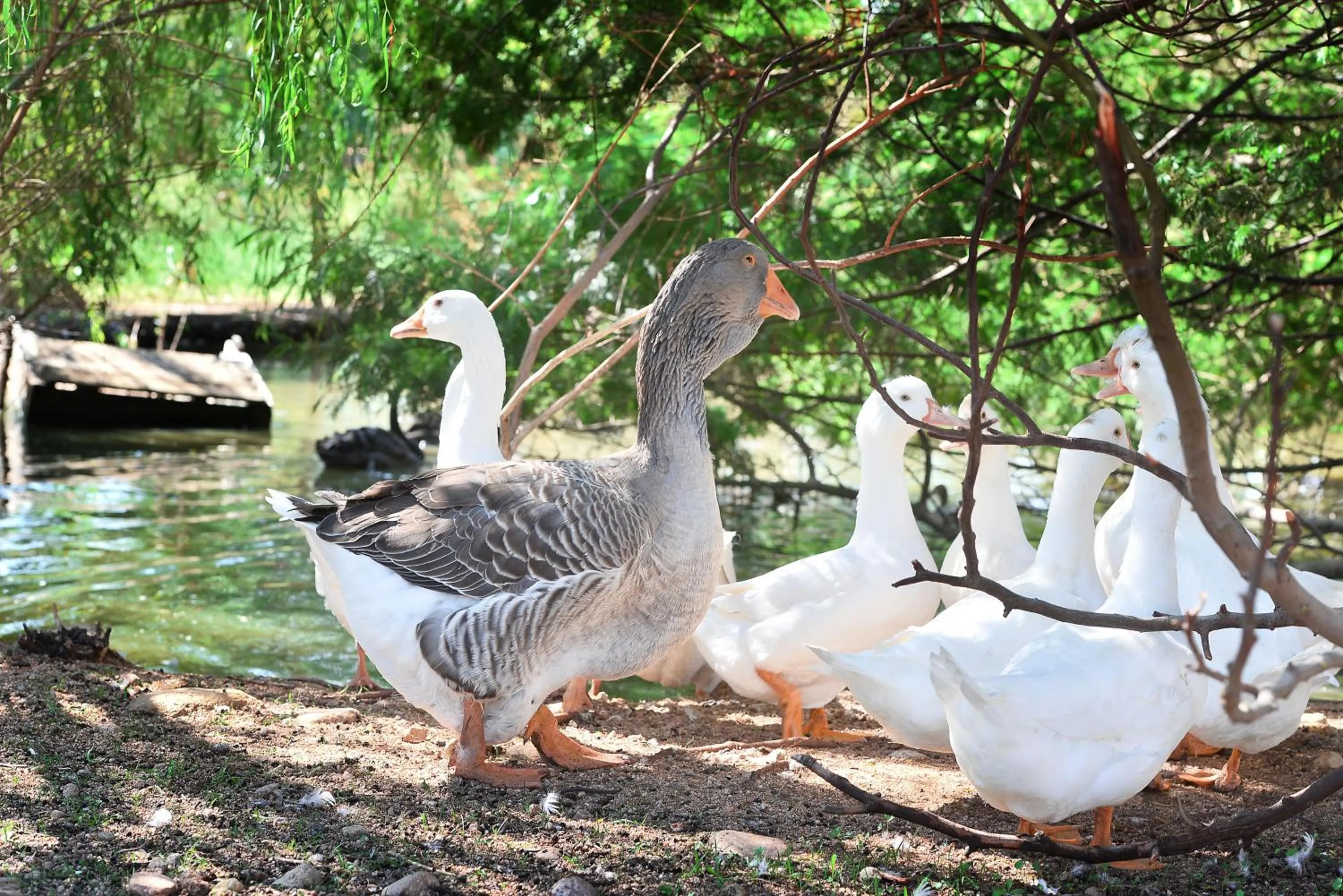 Animals in Hotel Rurale Orti di Nora & SPA