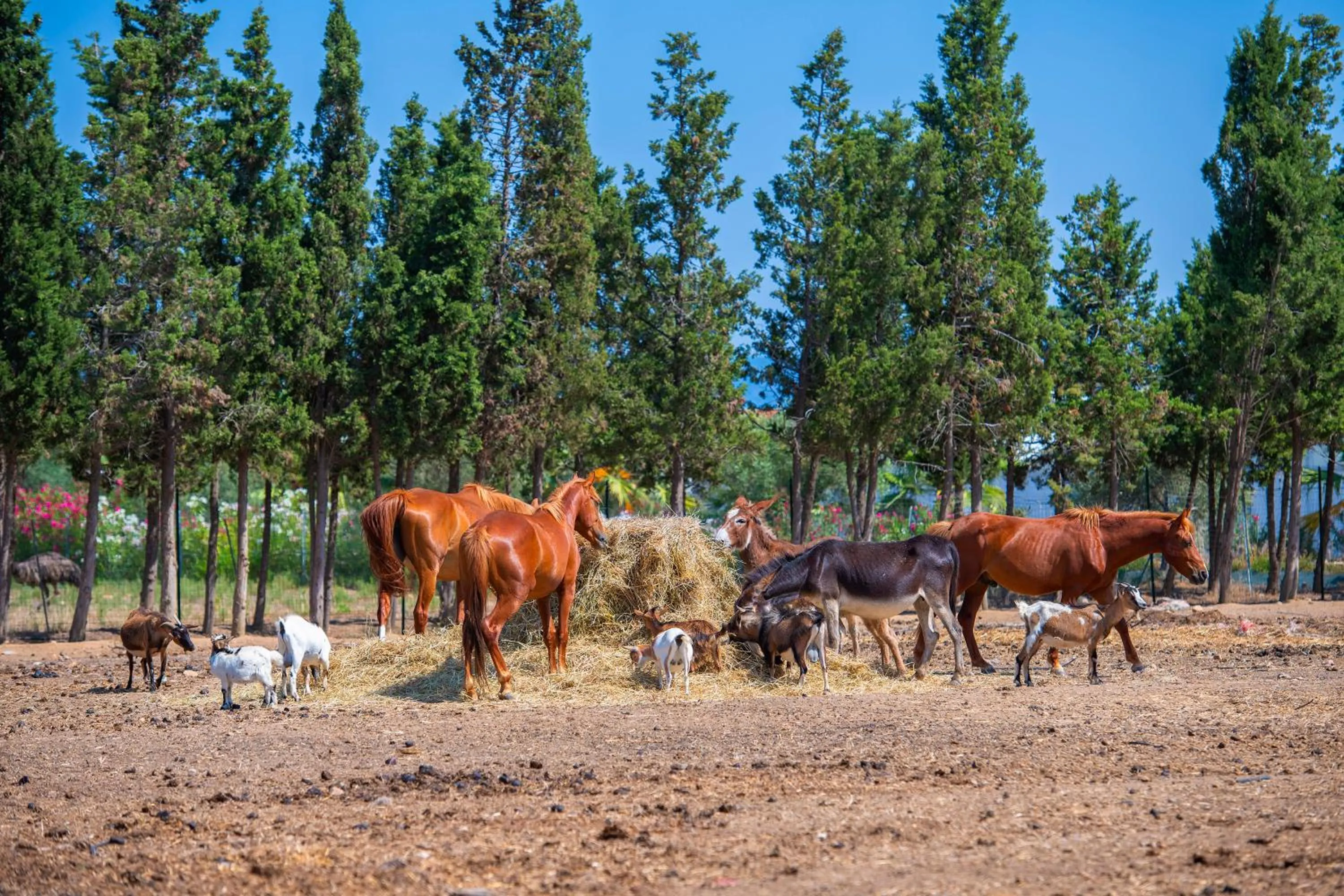 Animals in Hotel Rurale Orti di Nora & SPA