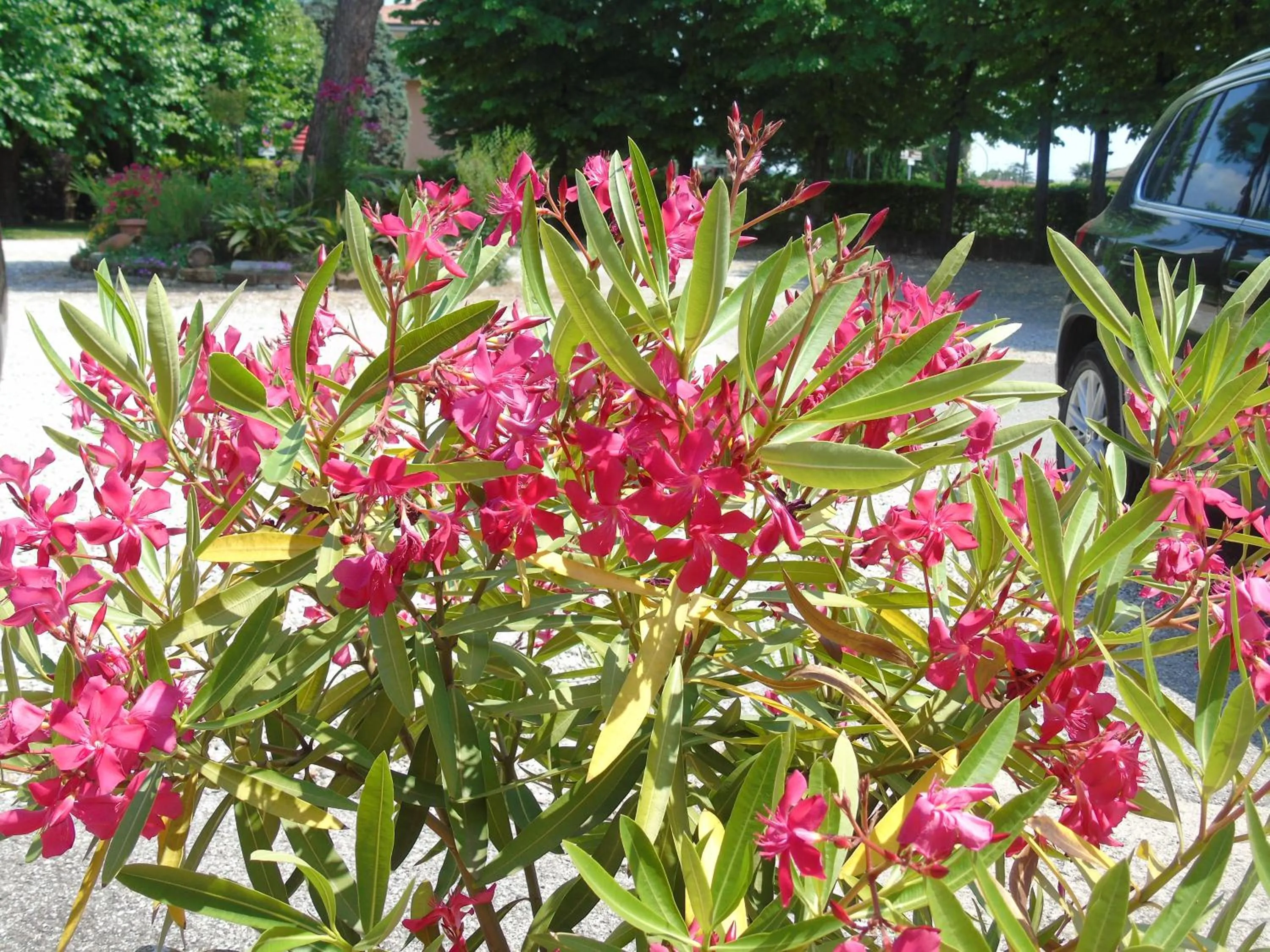Garden view in Albergo Grifone 1891