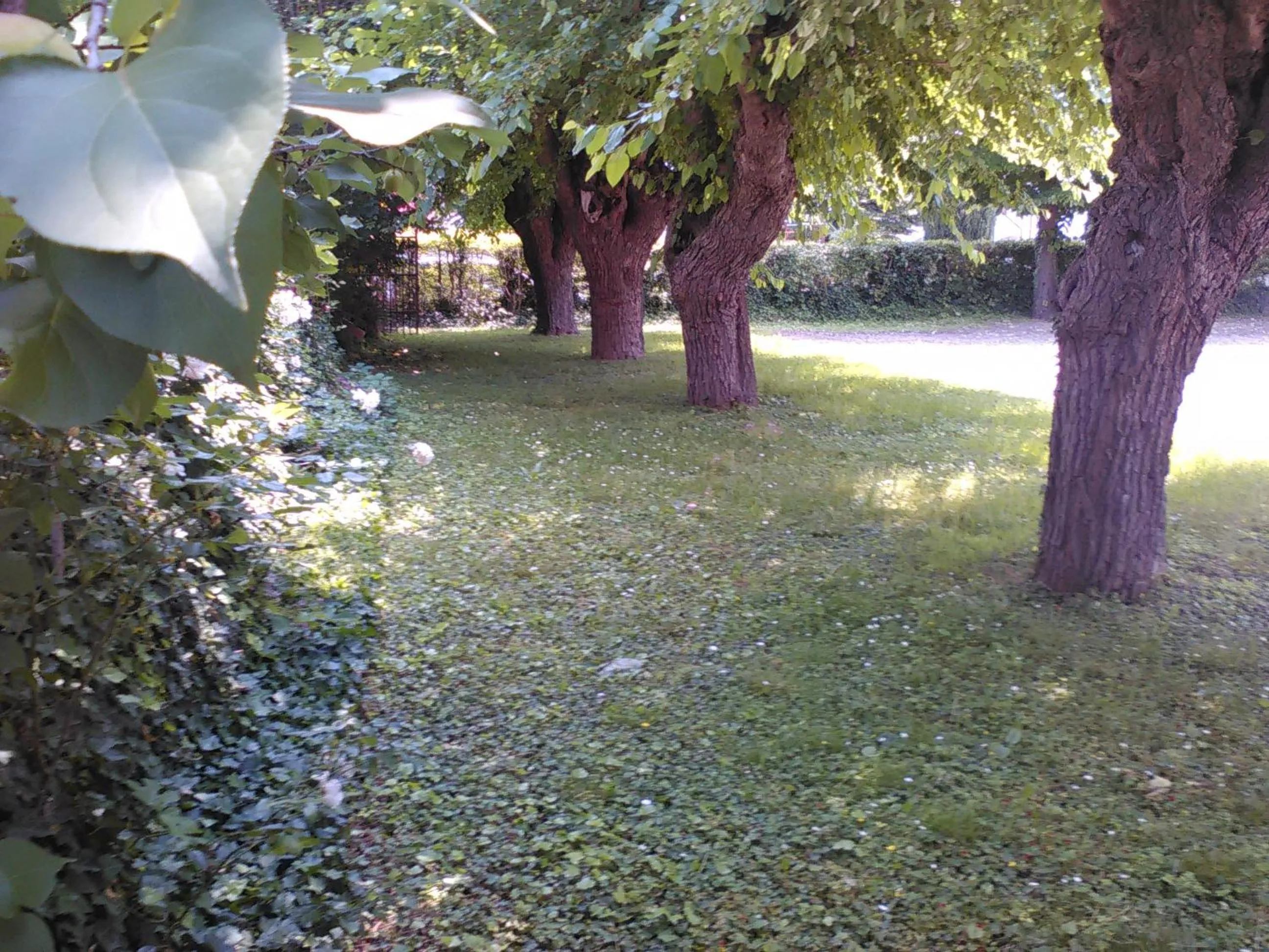 Garden view in Albergo Grifone 1891