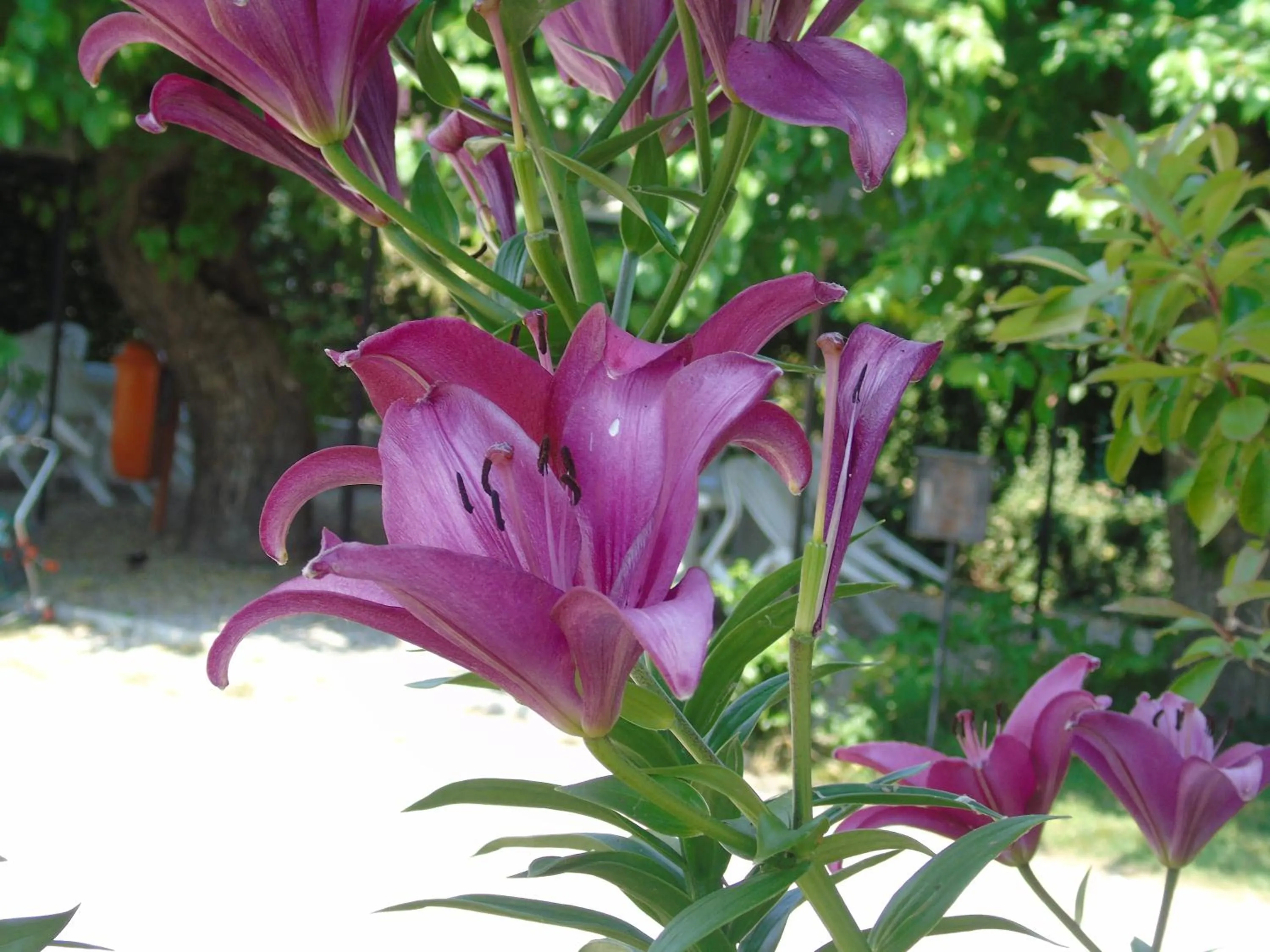 Garden view in Albergo Grifone 1891