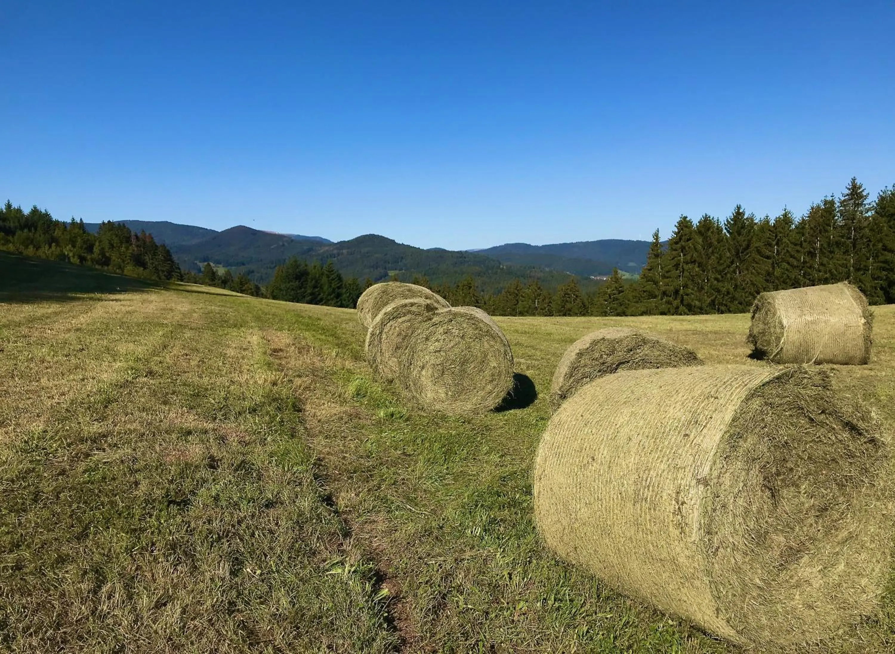 Natural landscape in Genusshotel Hirschen - Erholung im Grünen (Südschwarzwald)