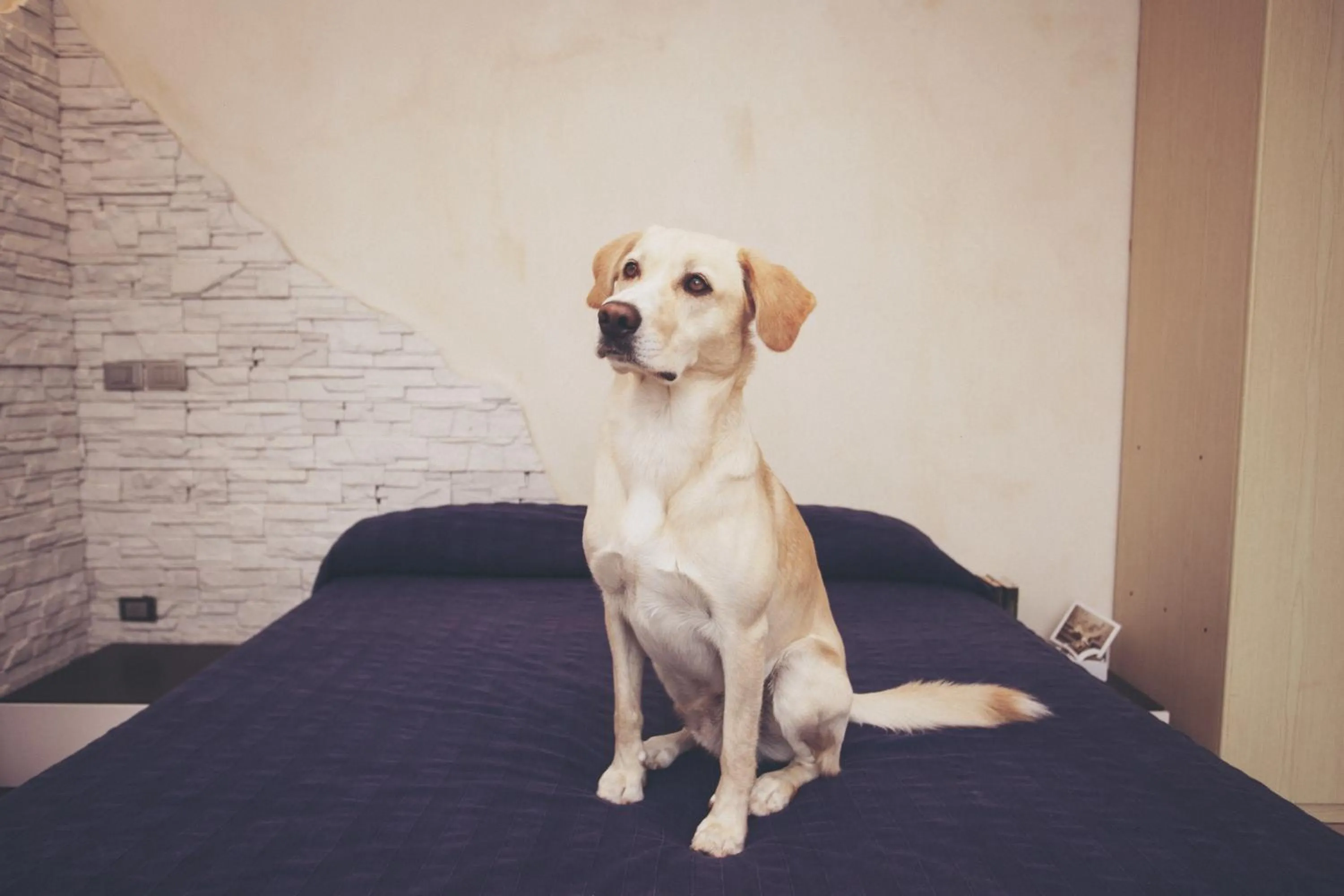 Bedroom in Residence Conchiglia Aparthotel