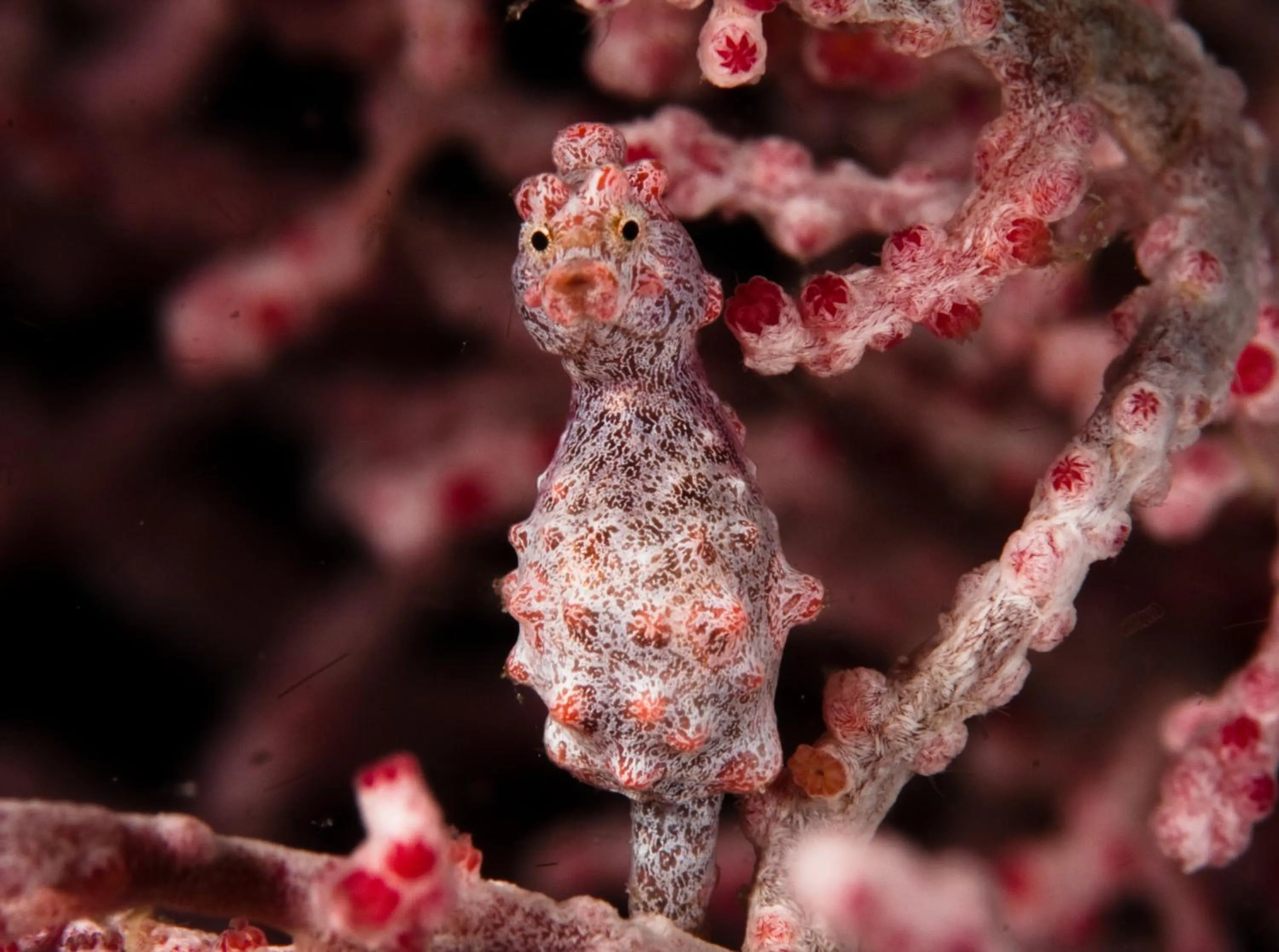 Diving in Evolution Dive and Beach Resort