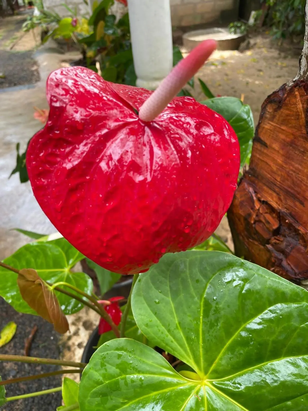 Garden in Nature Inn