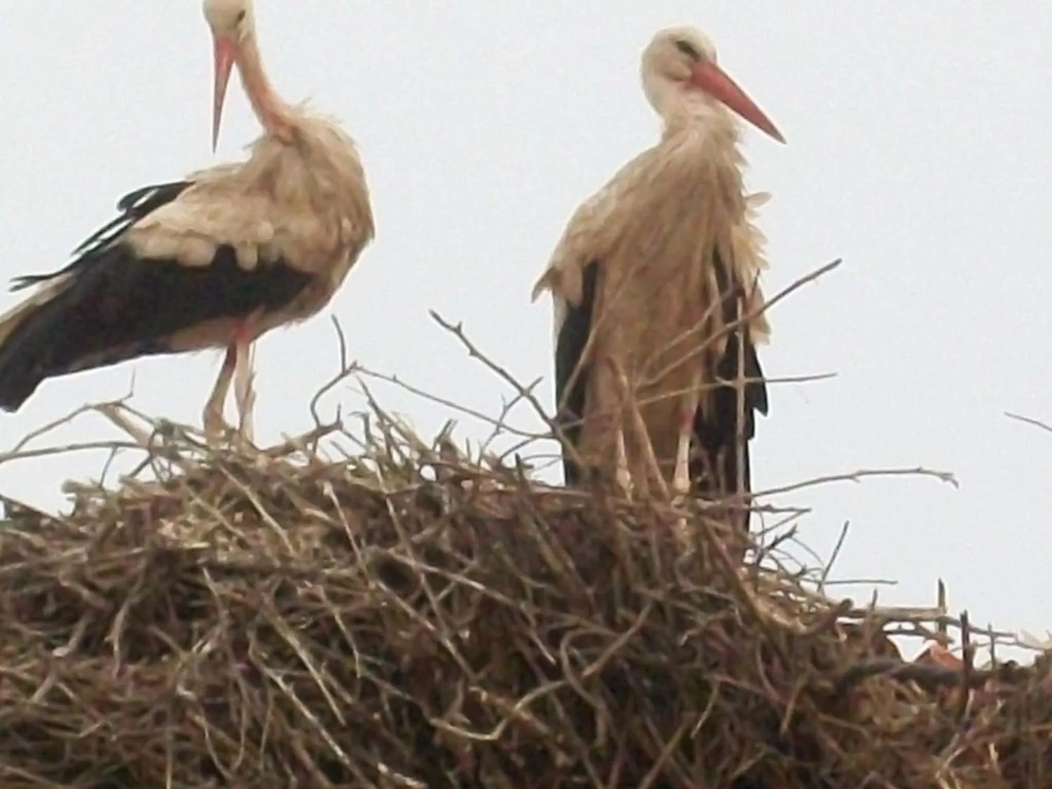 Neighbourhood in Riad Al Wafaa