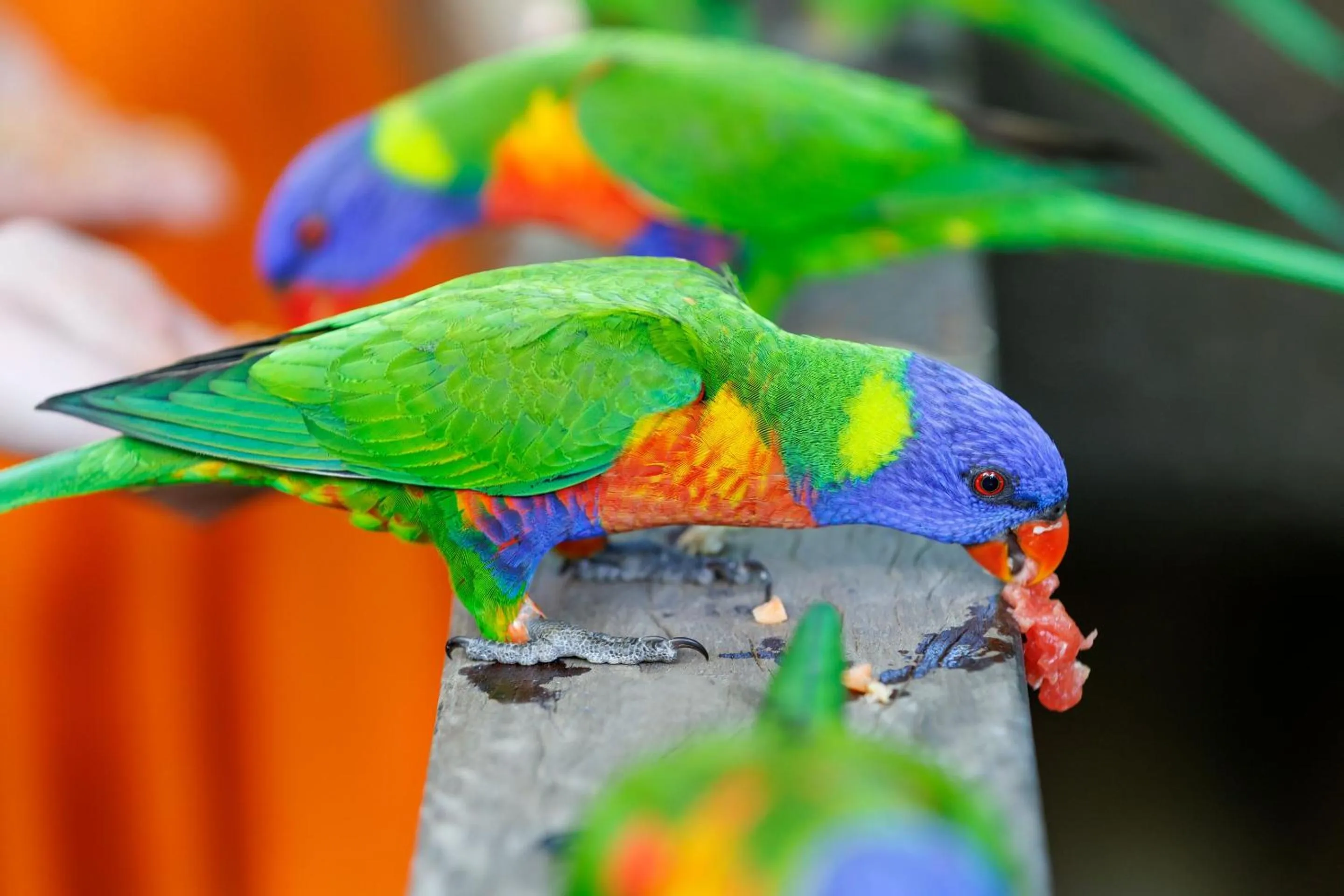 Animals in Bounce Magnetic Island and Koala Park